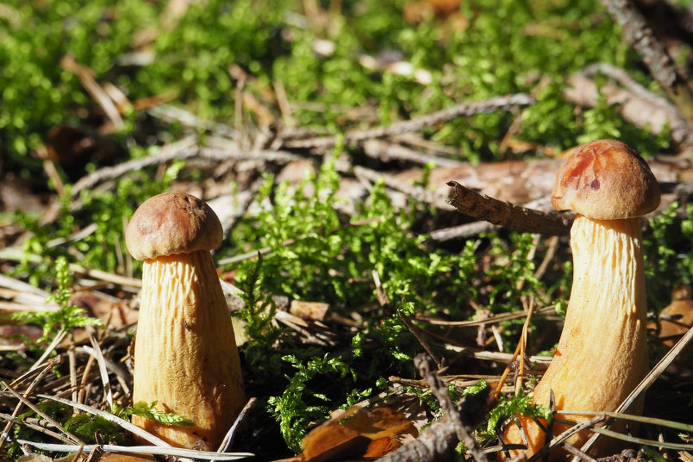Iliustracija