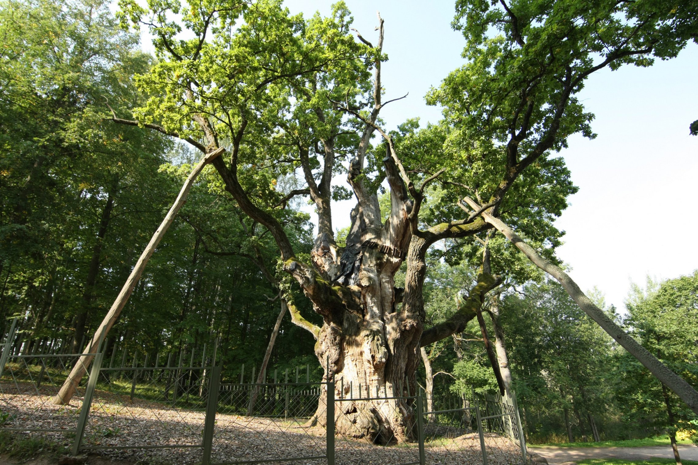 Iliustracija
