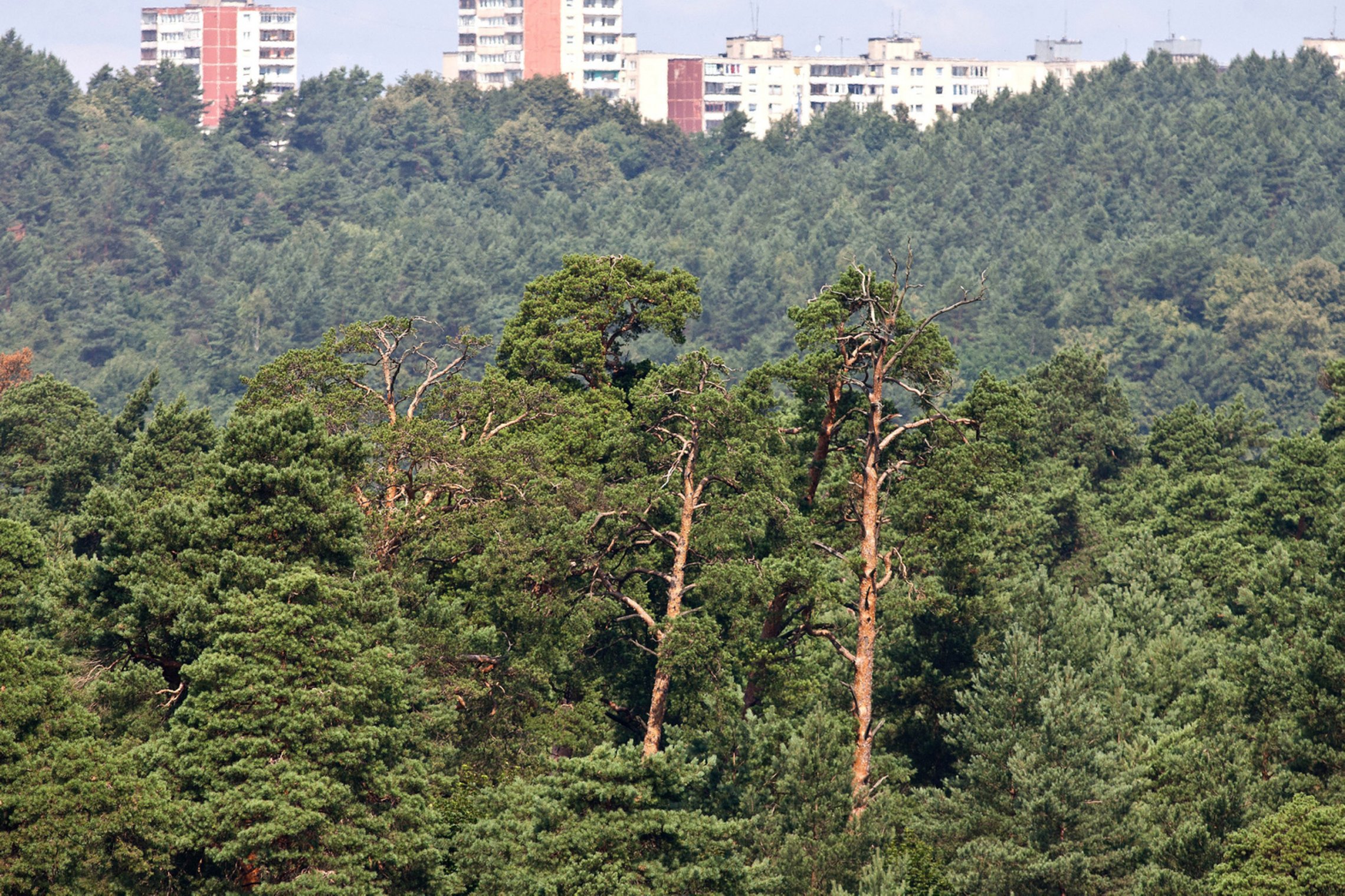 Iliustracija