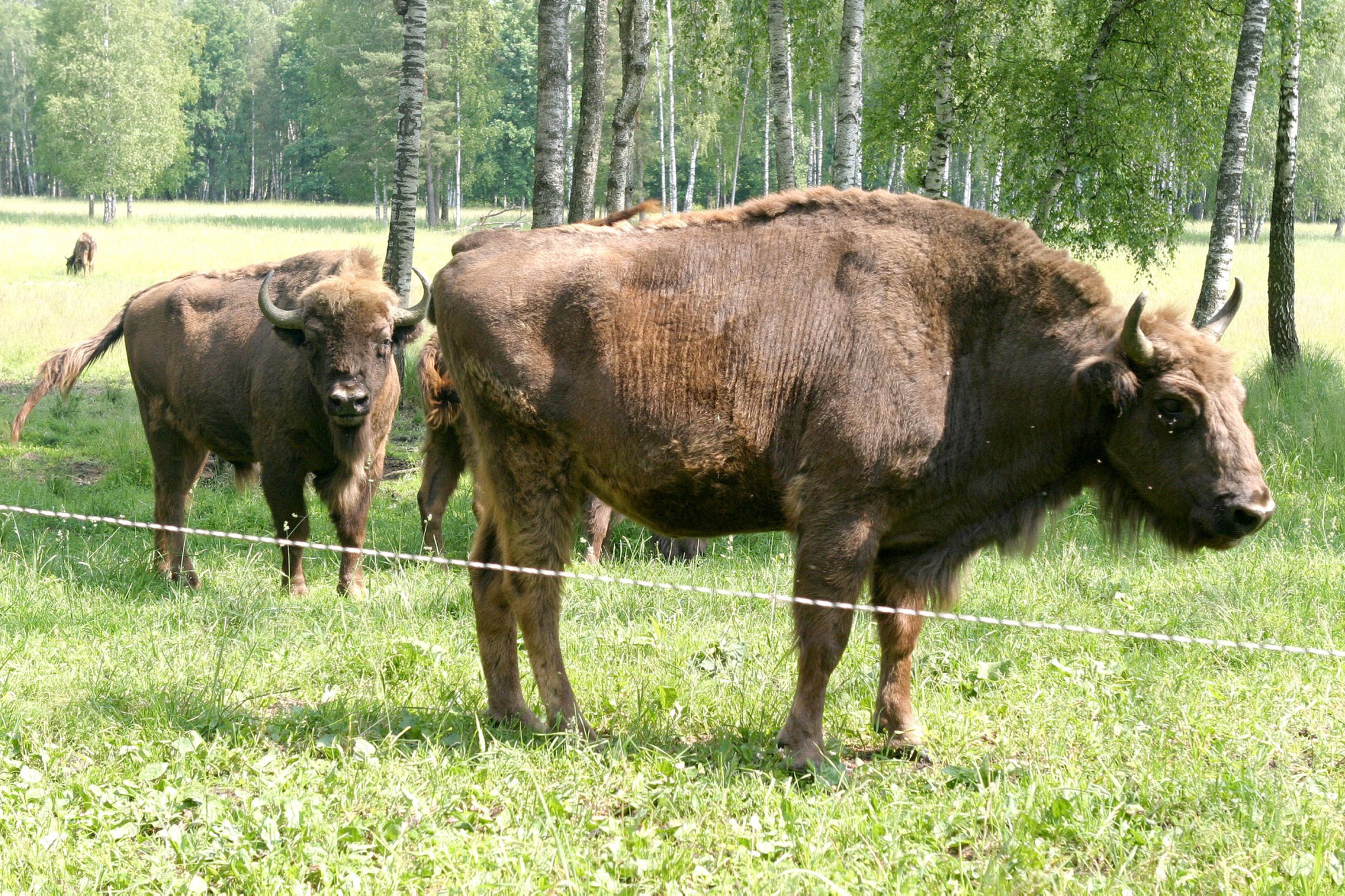 Iliustracija