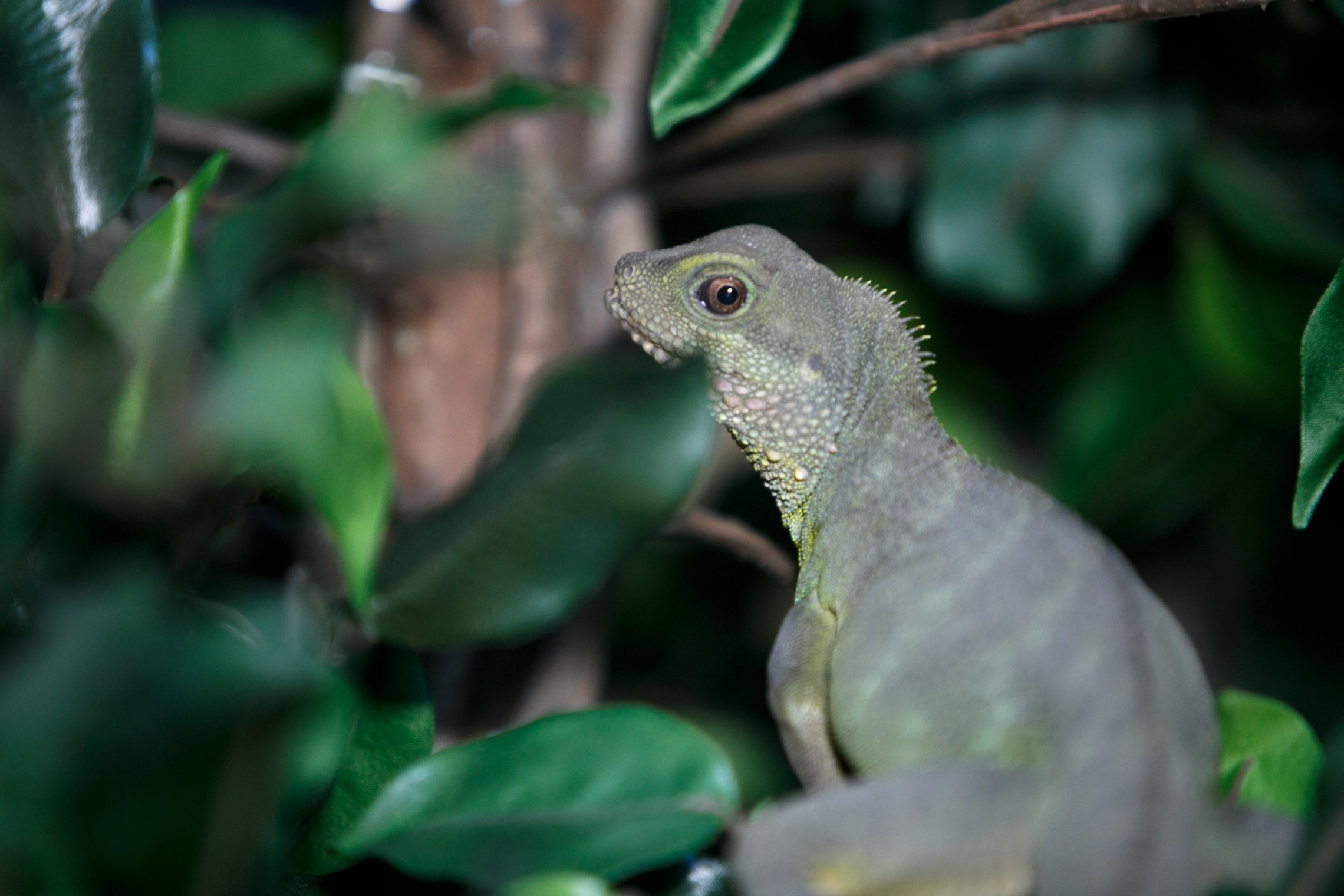 Iliustracija