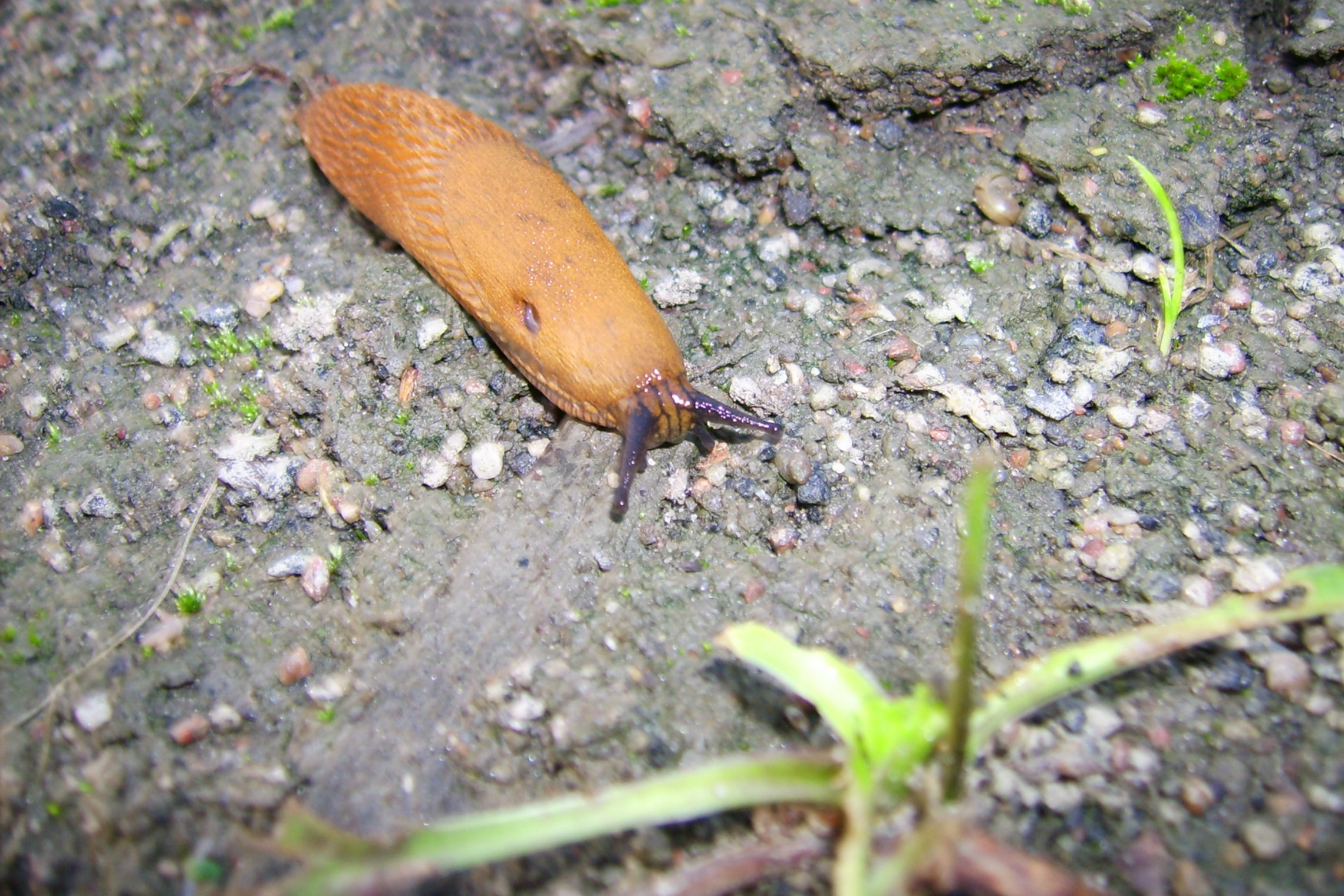Iliustracija