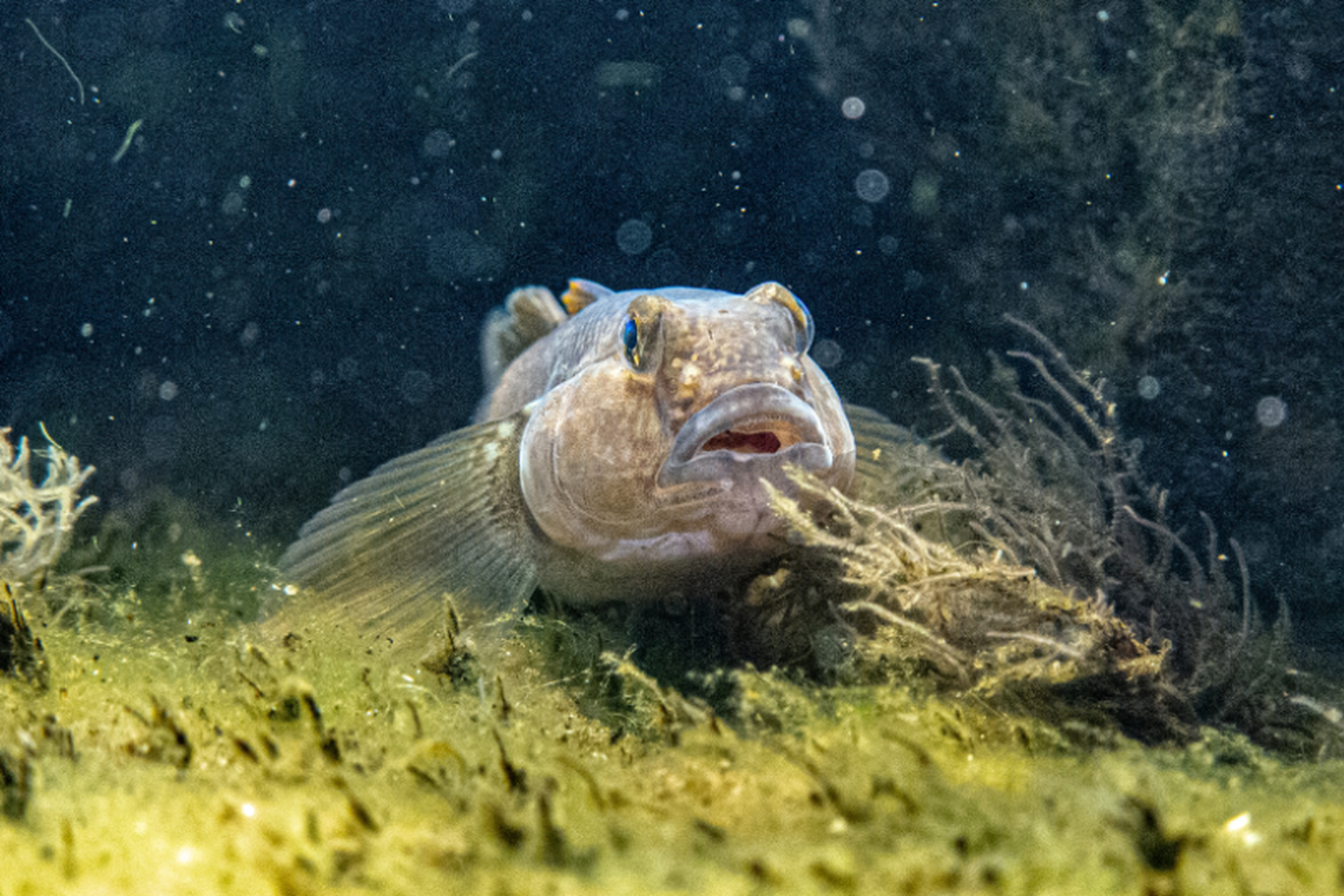 Iliustracija
