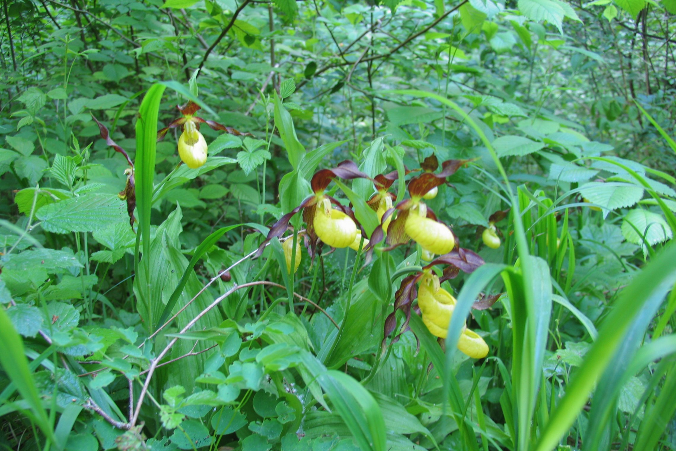 Iliustracija
