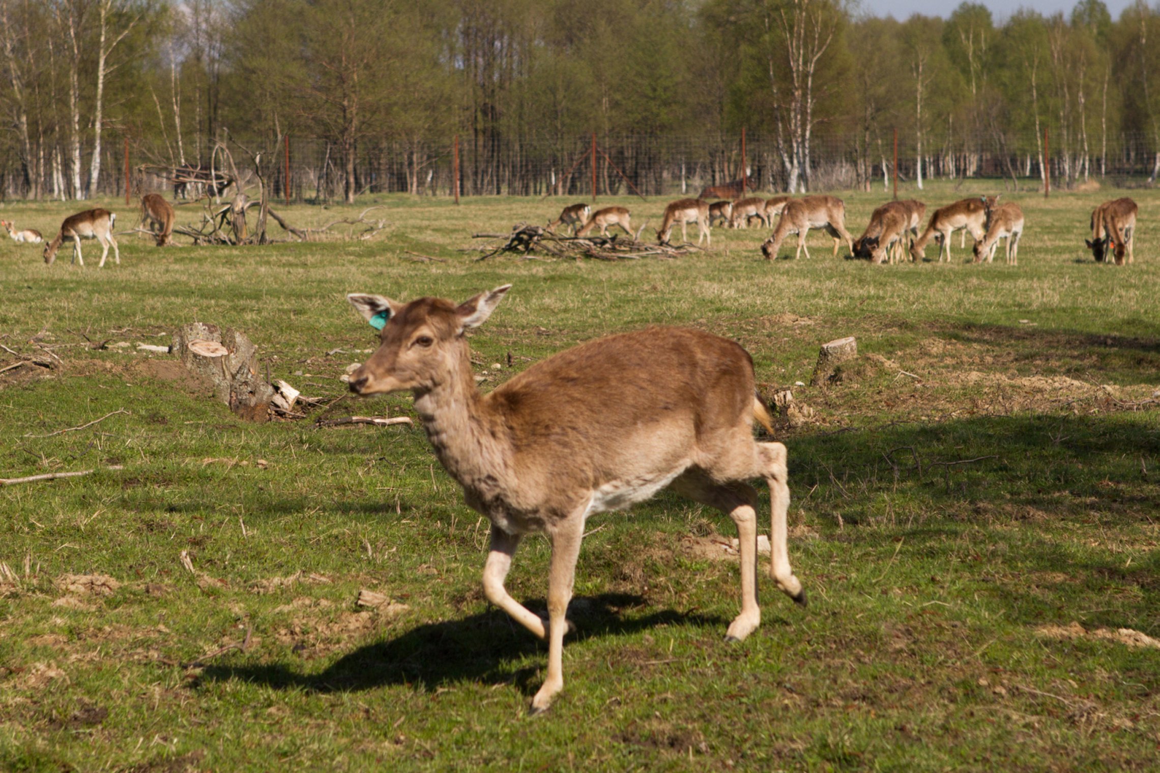 Iliustracija