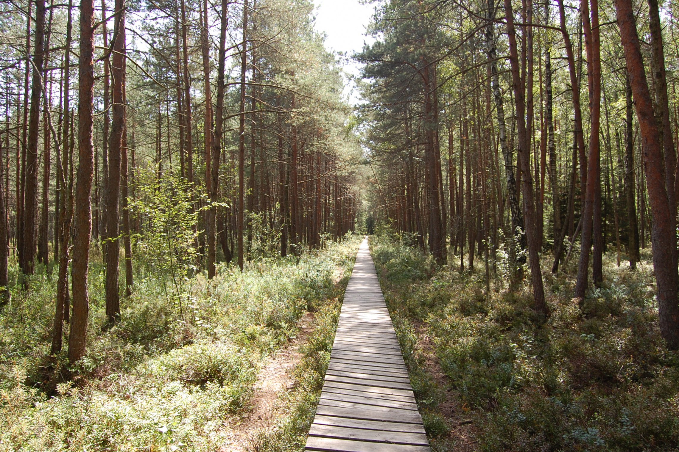 Iliustracija