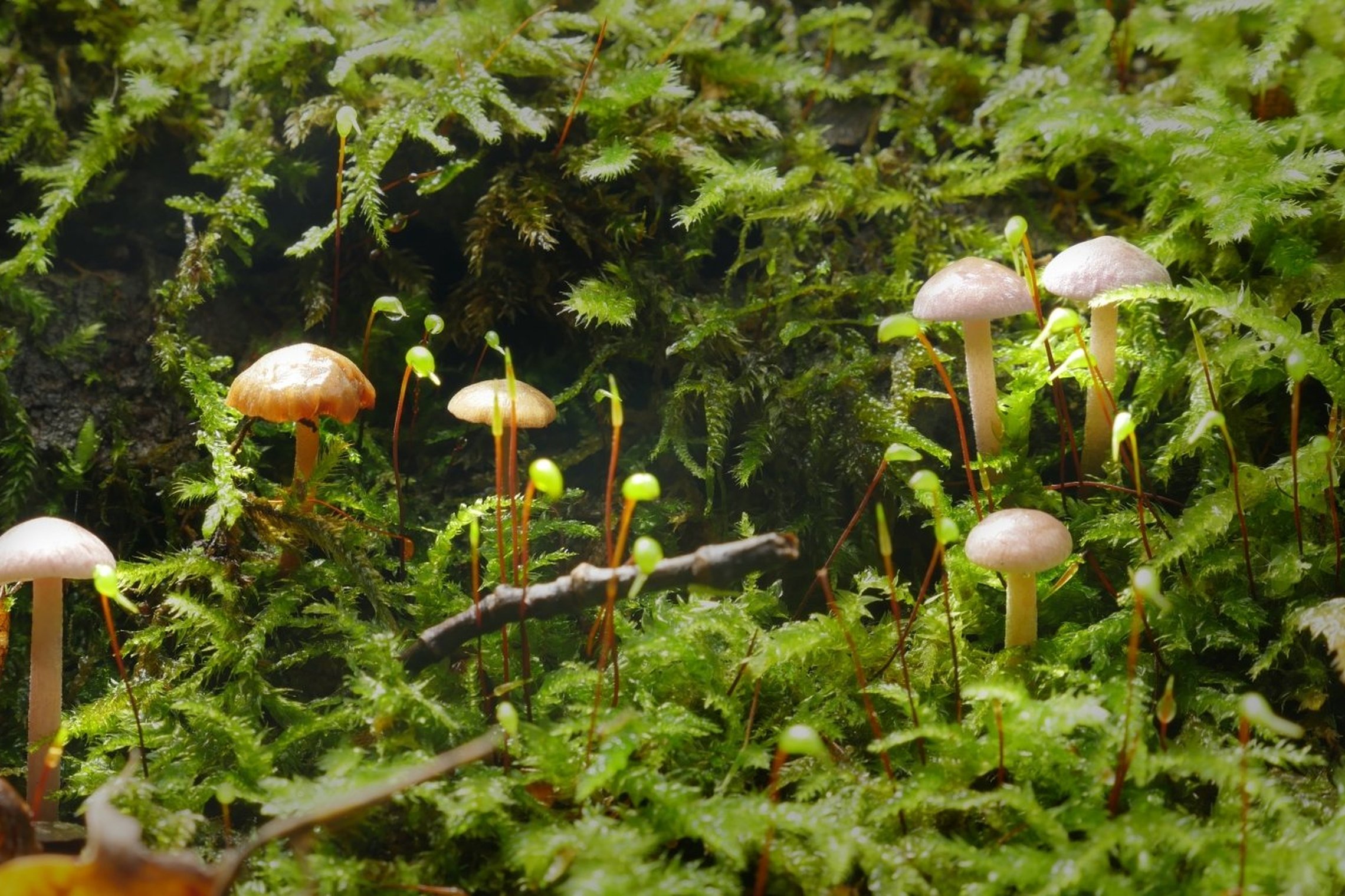 Iliustracija