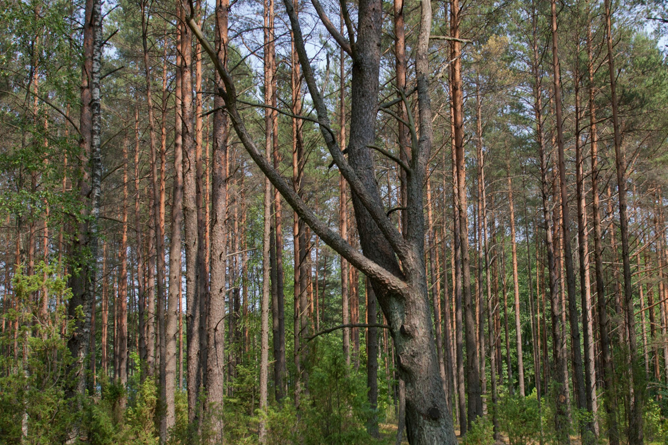 Iliustracija