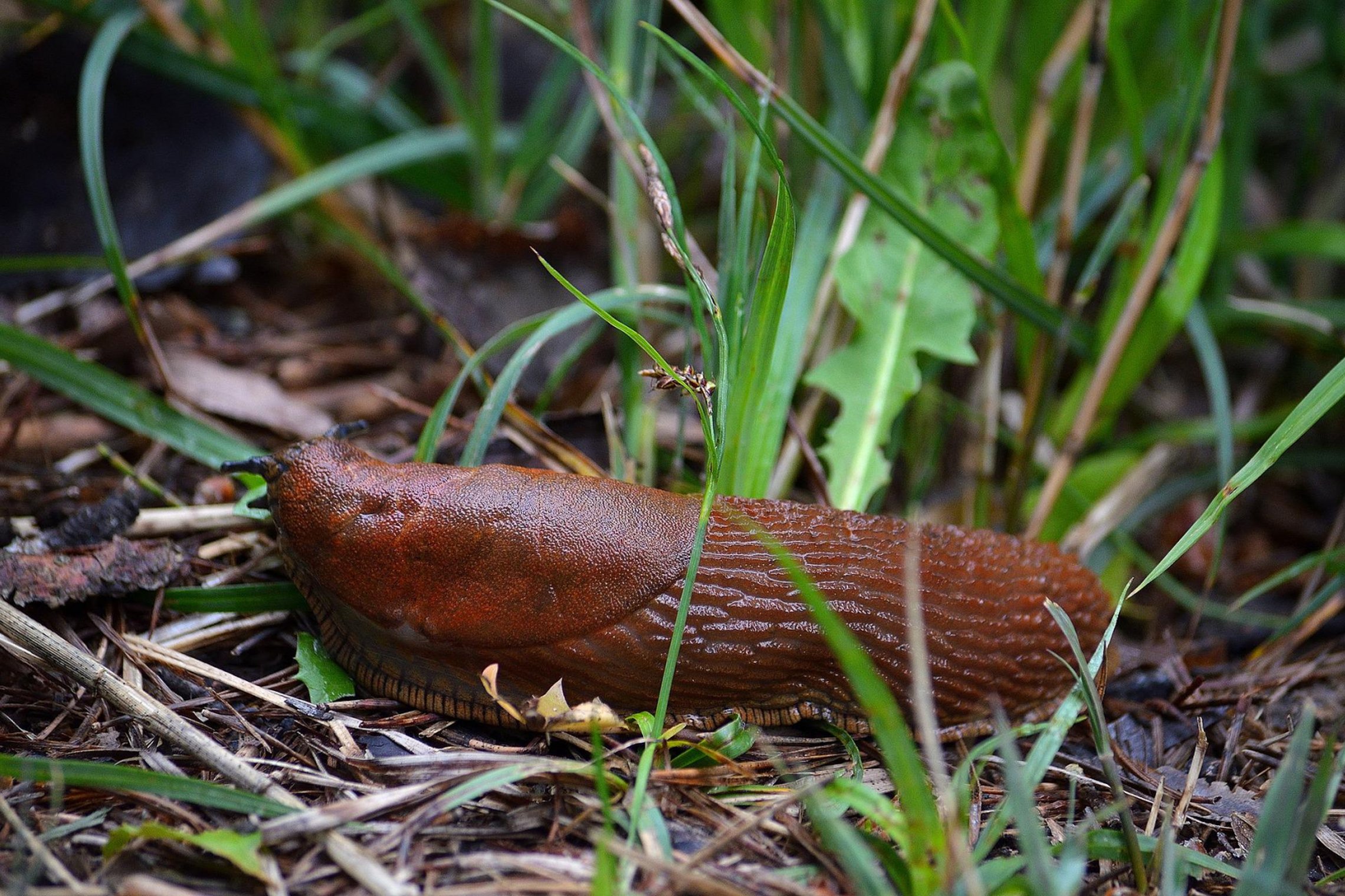 Iliustracija