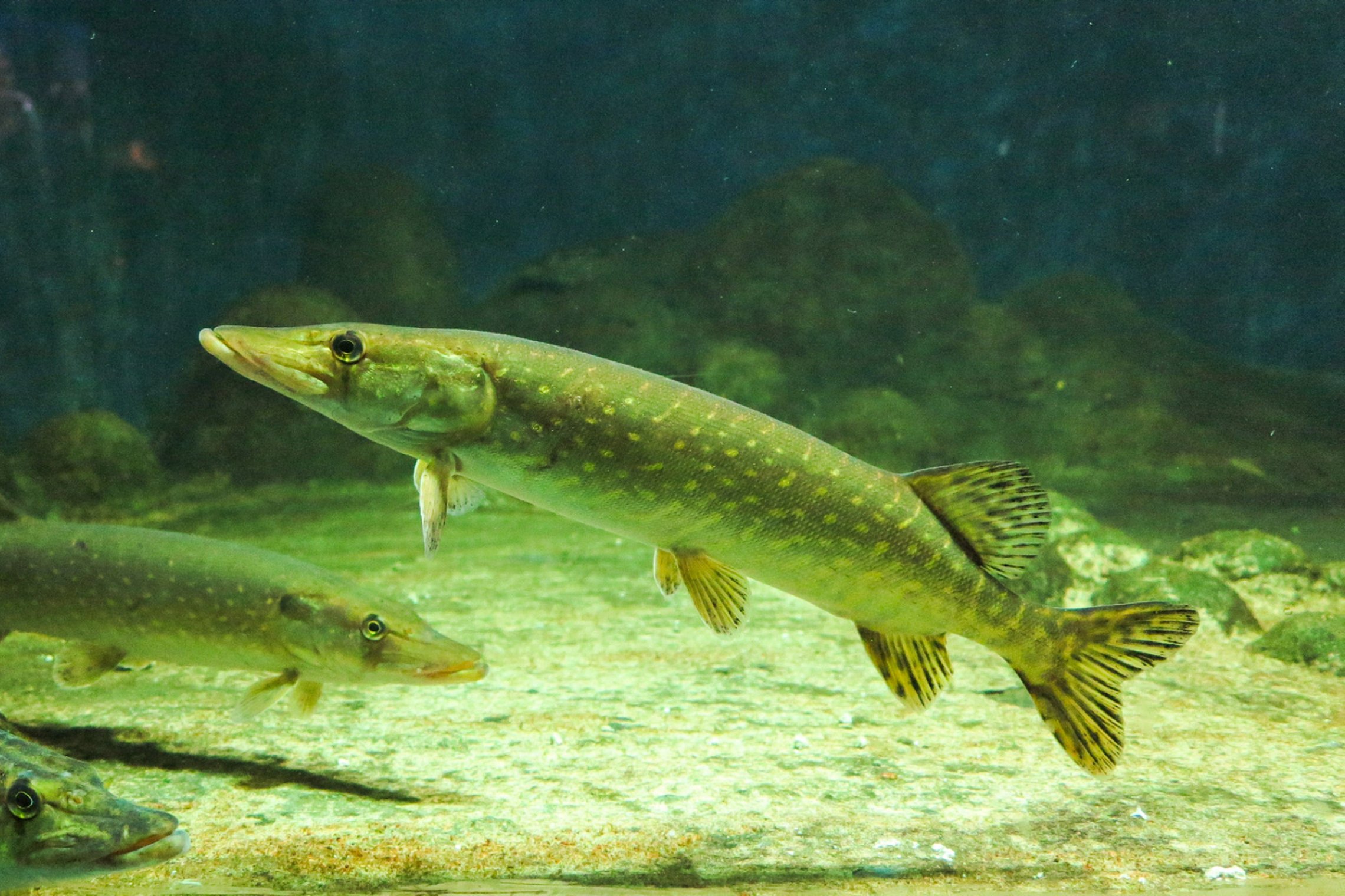 Iliustracija