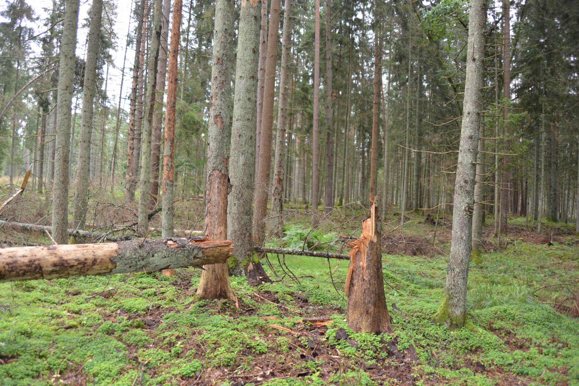 Iliustracija