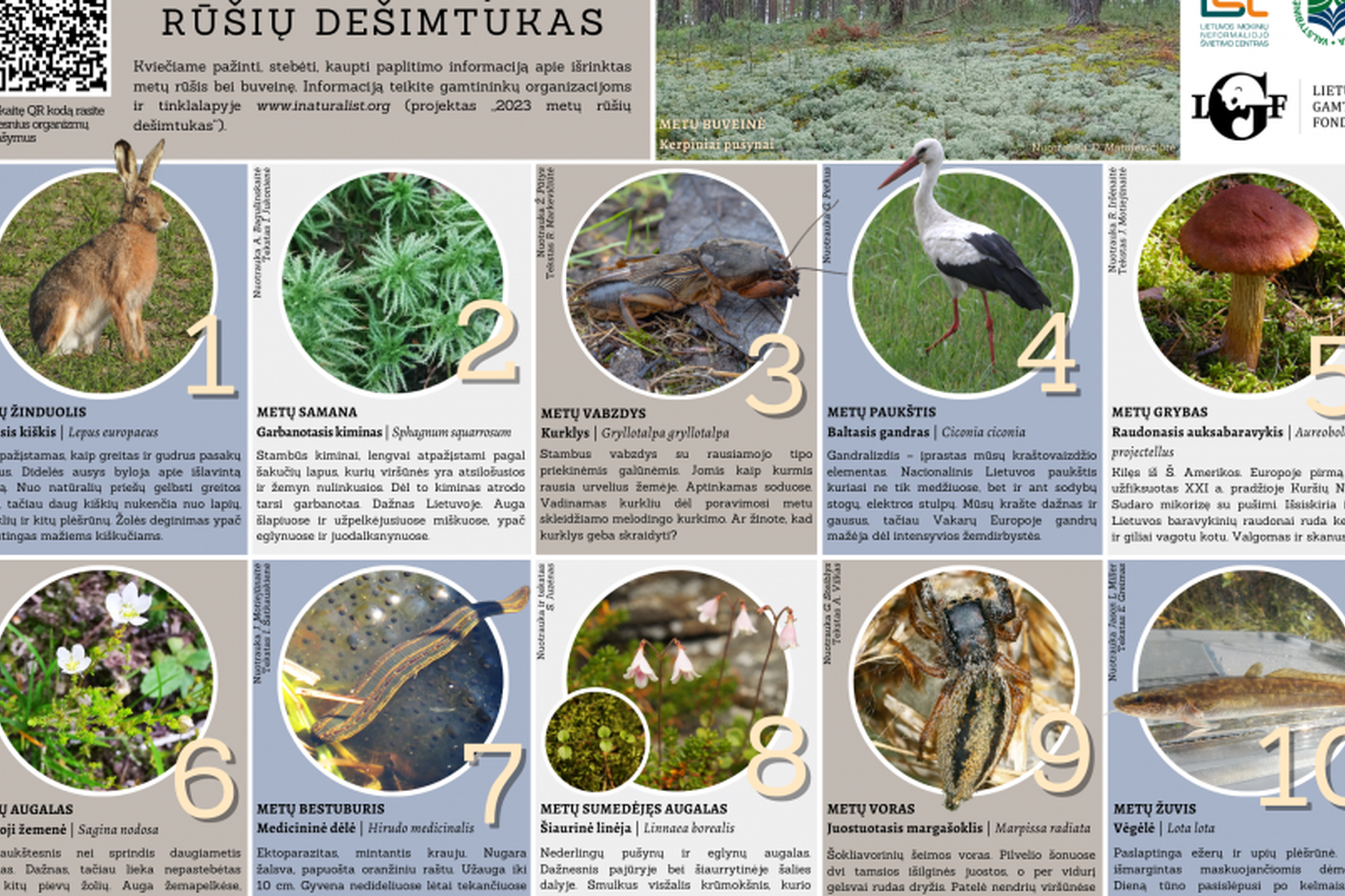 Iliustracija