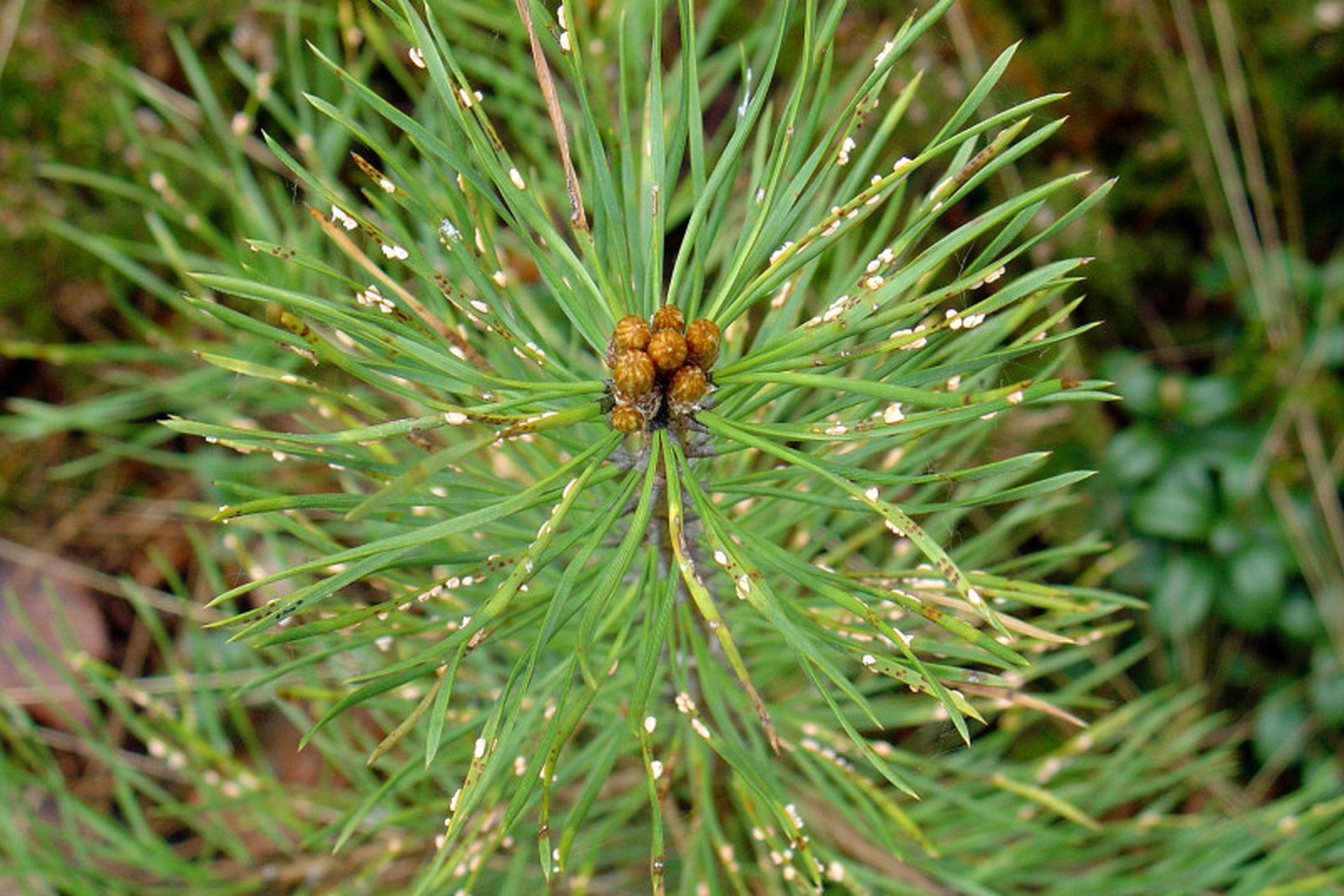 Iliustracija