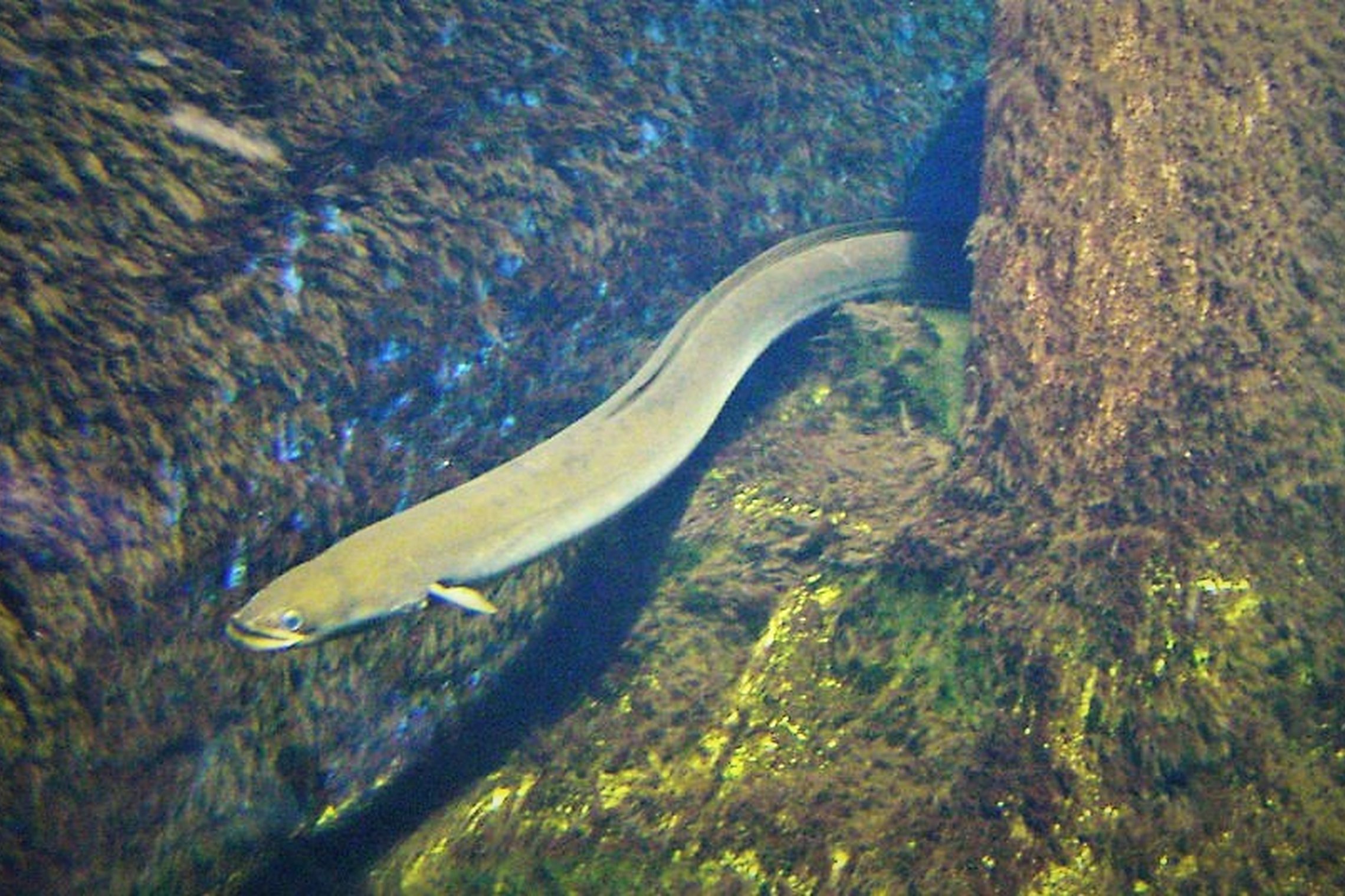 Iliustracija