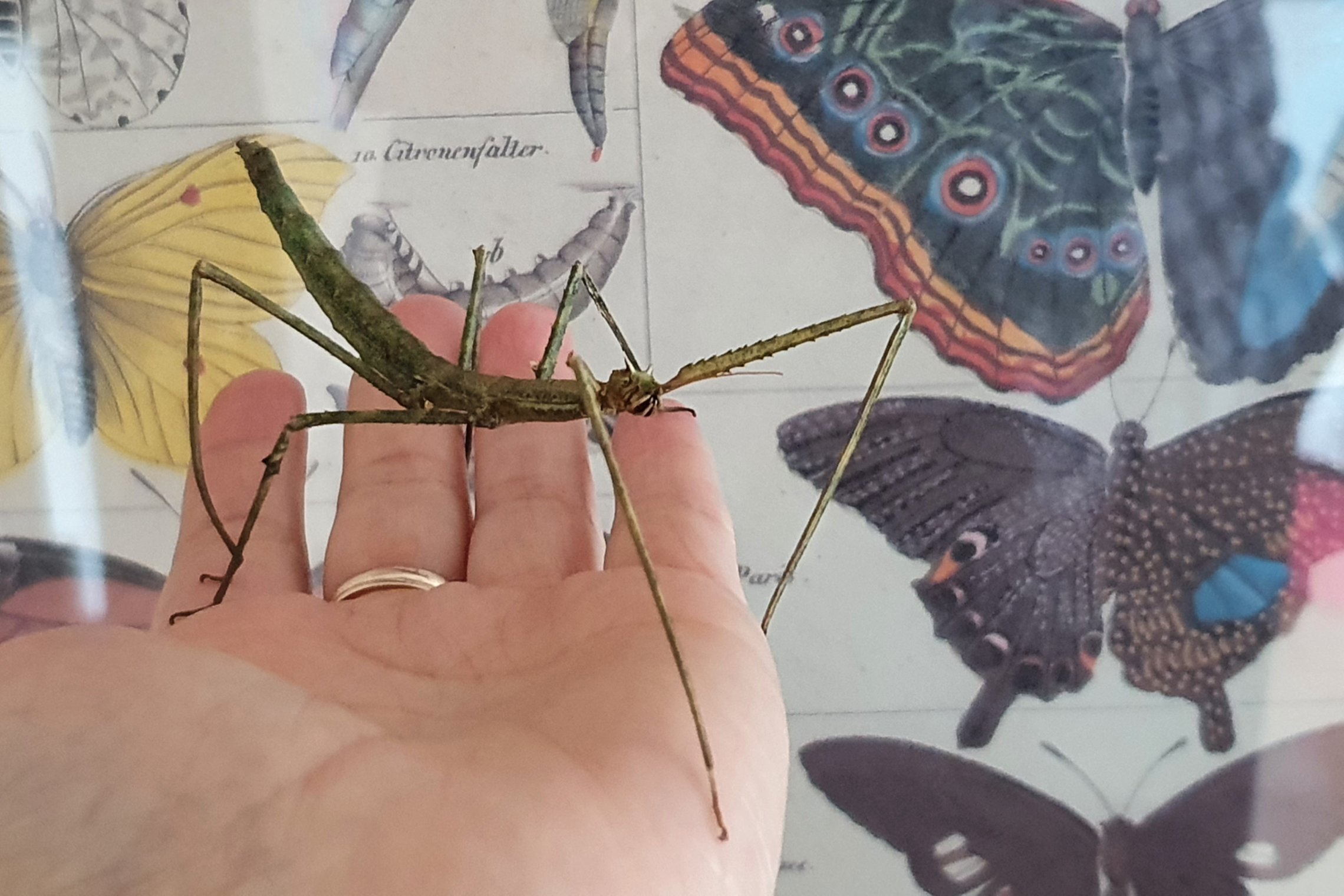 Iliustracija