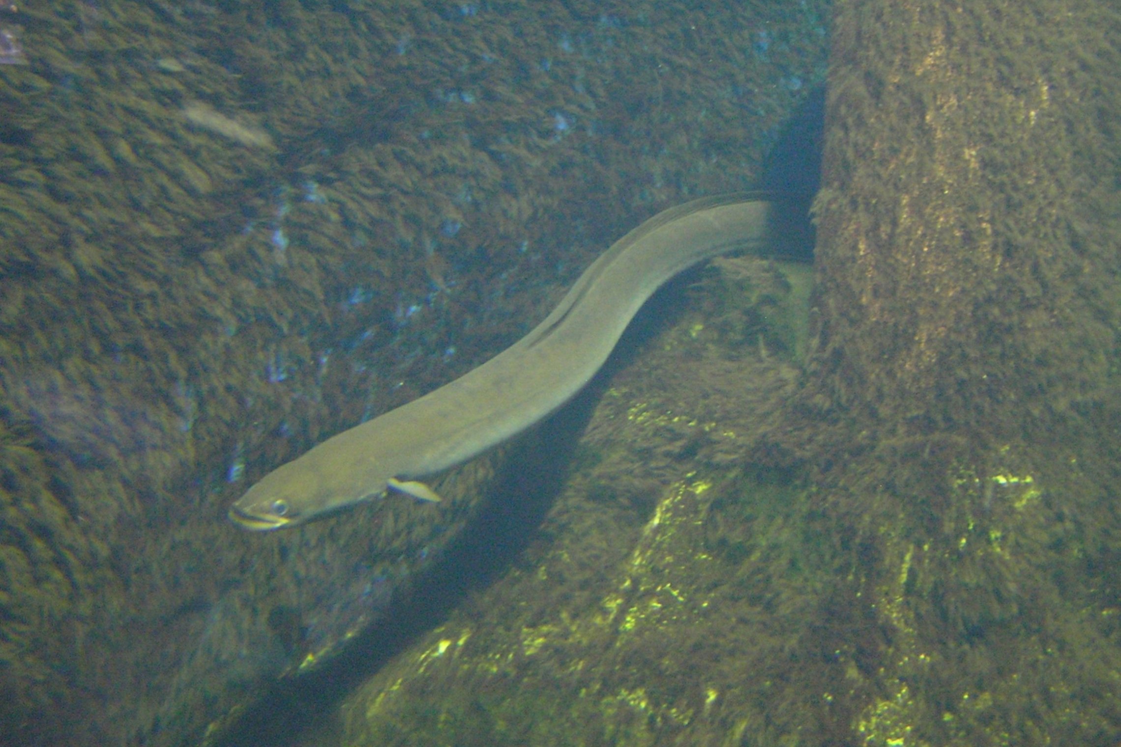 Iliustracija