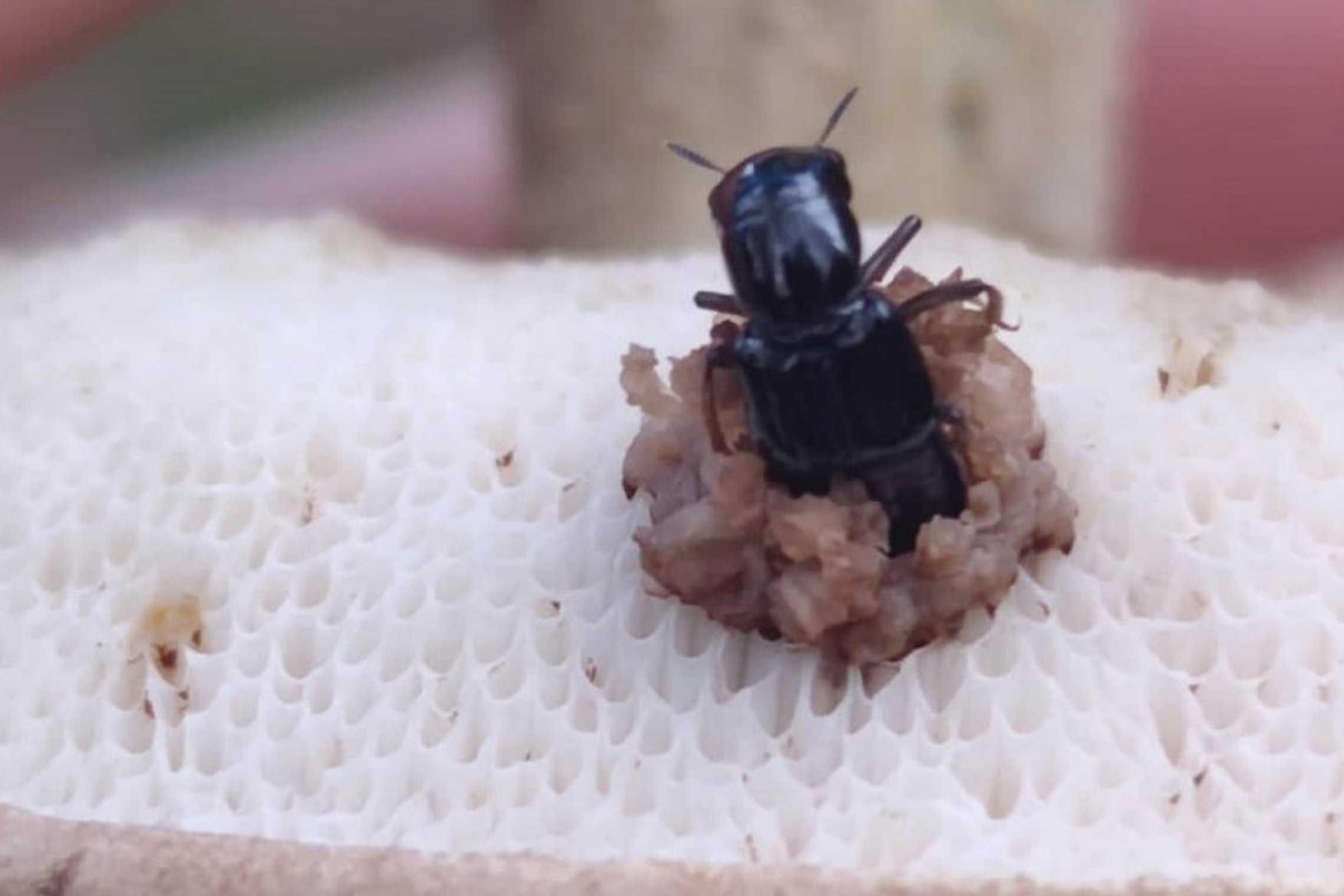 Iliustracija