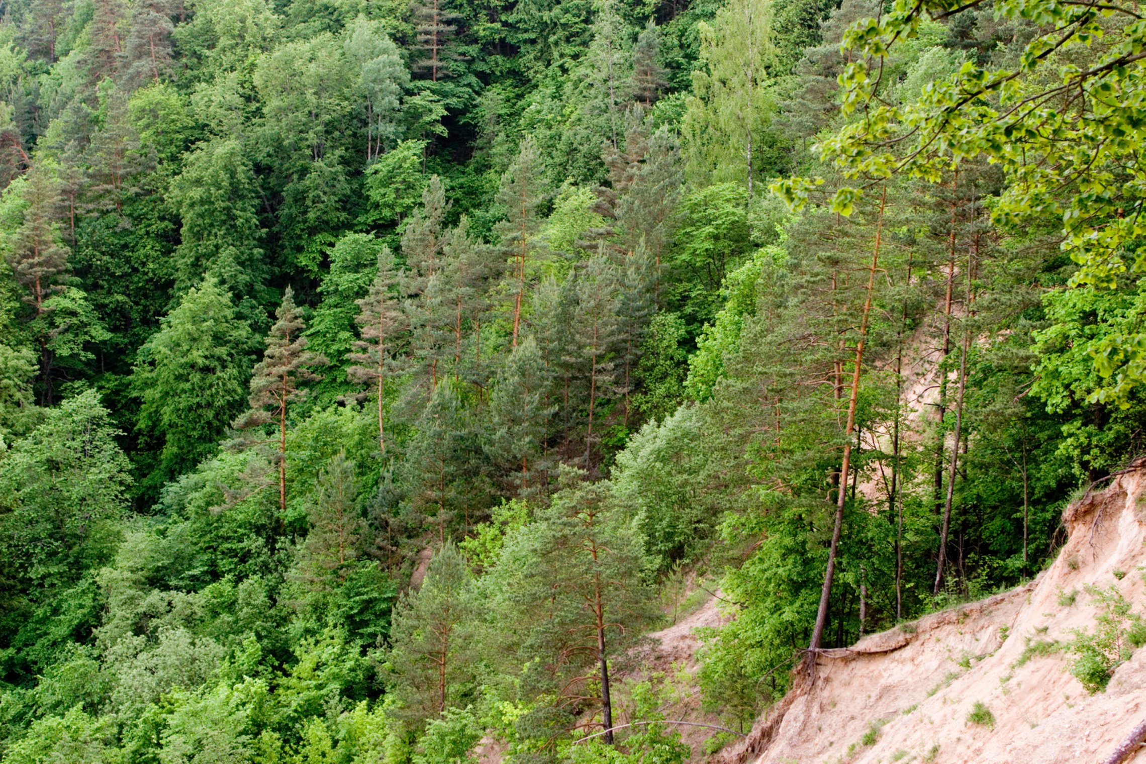 Iliustracija