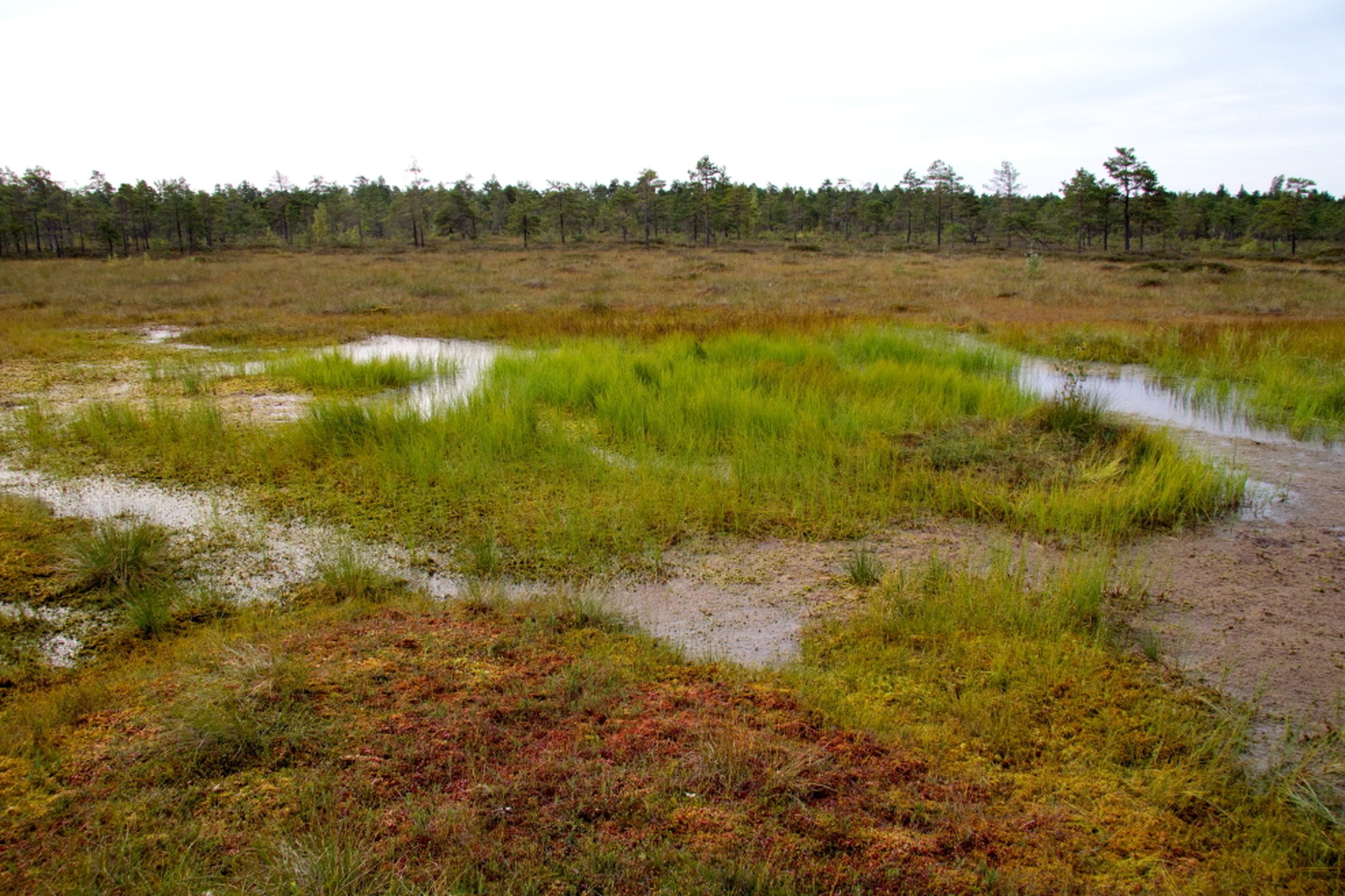 Iliustracija