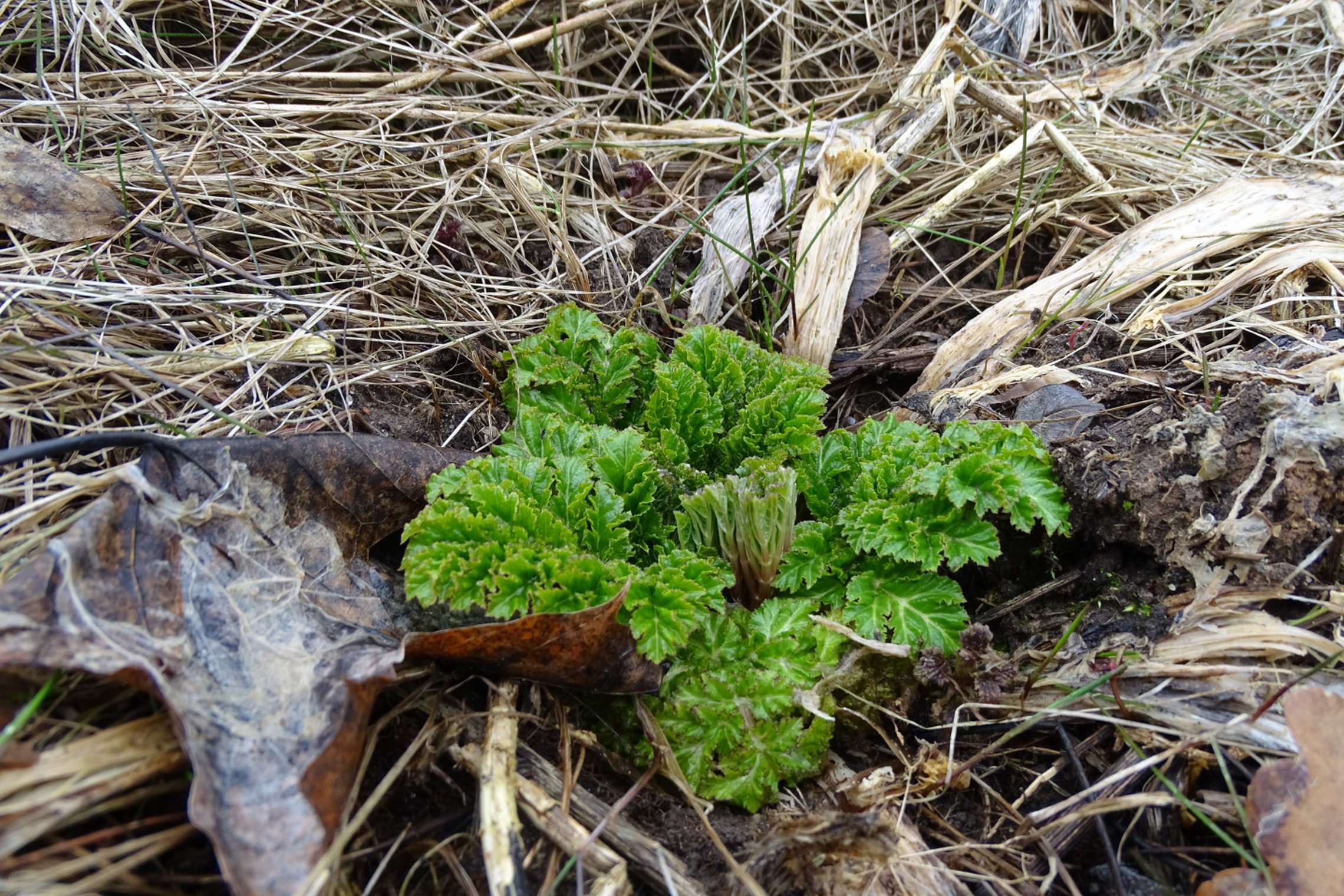 Iliustracija