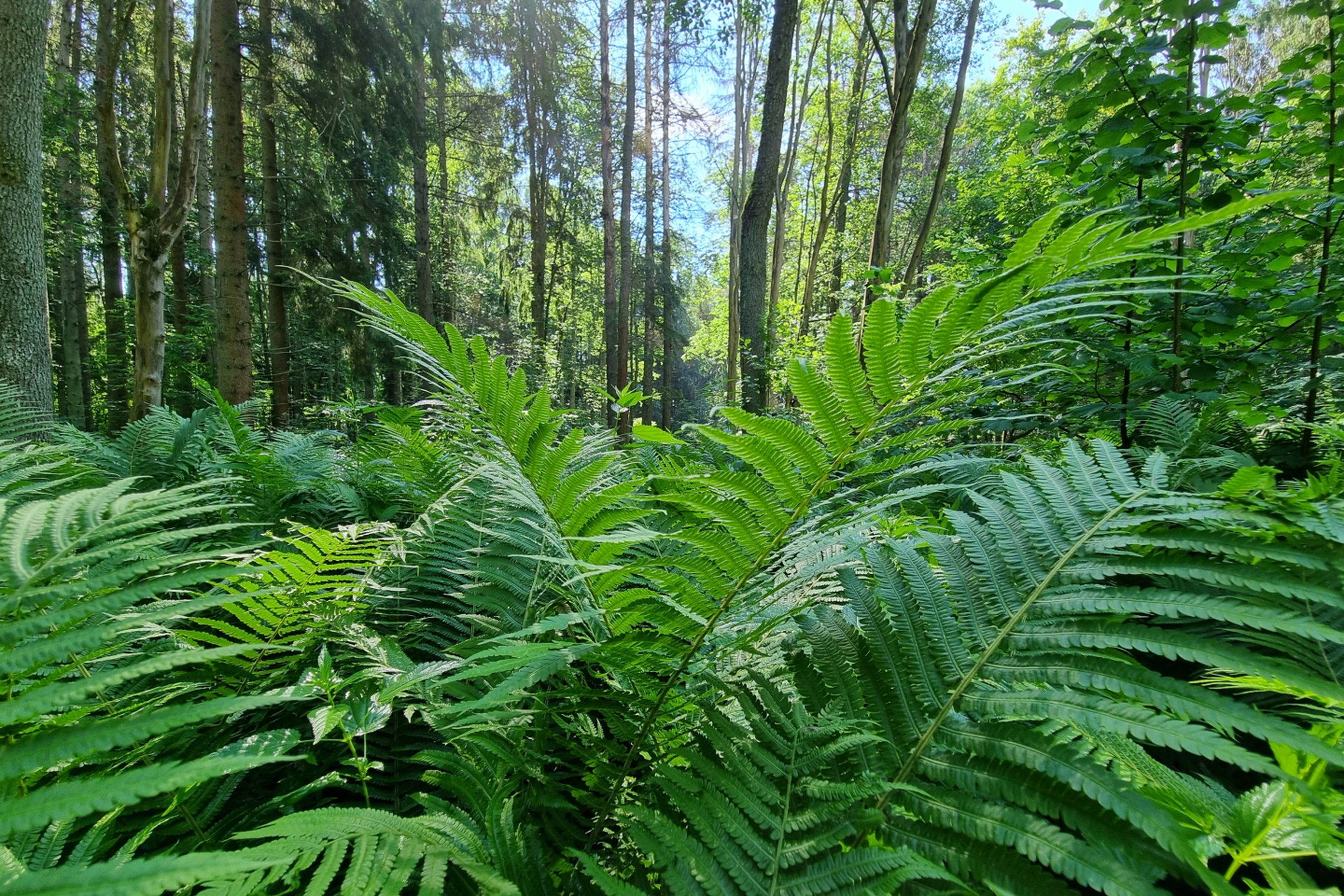Iliustracija