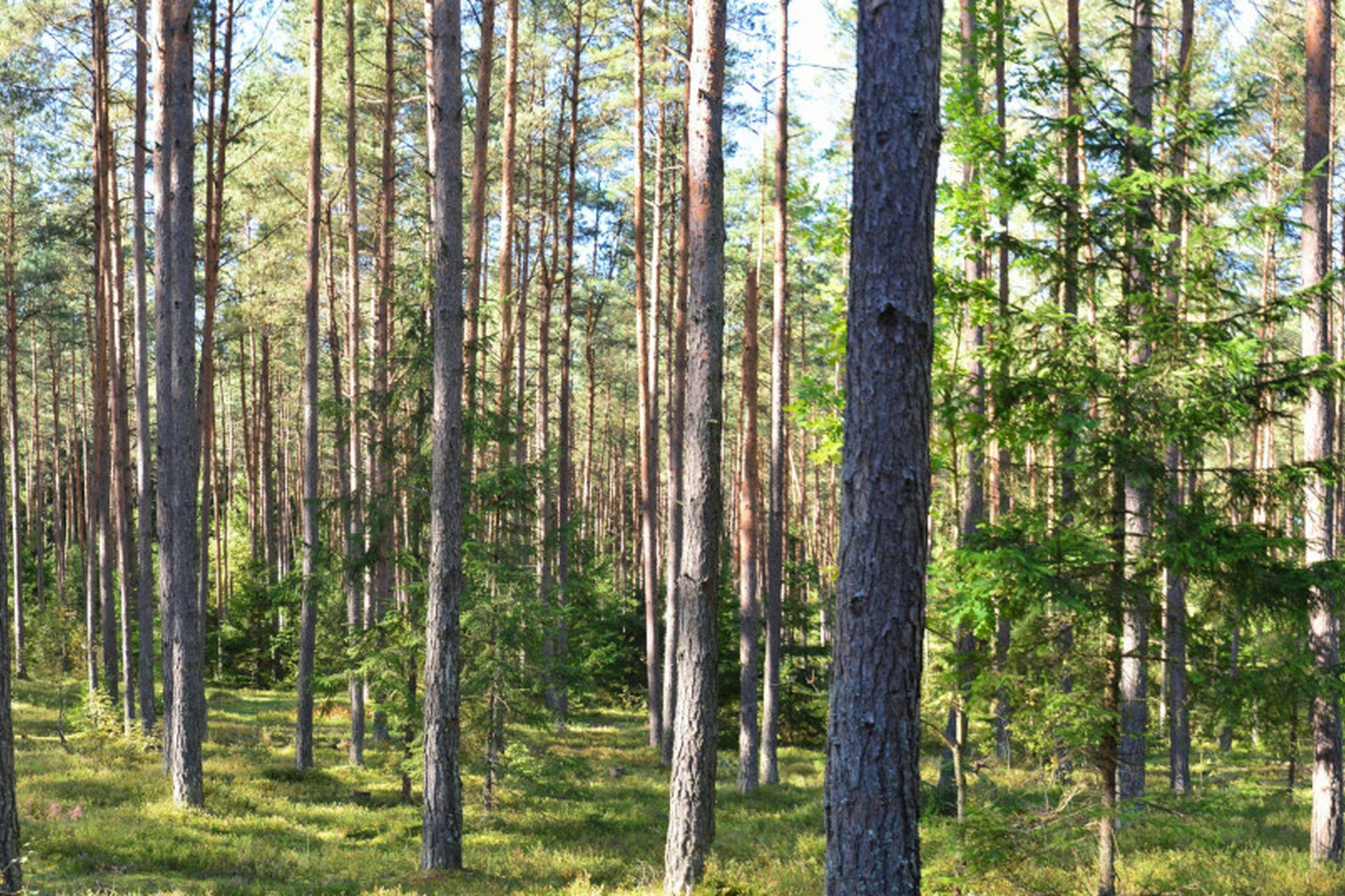 Iliustracija
