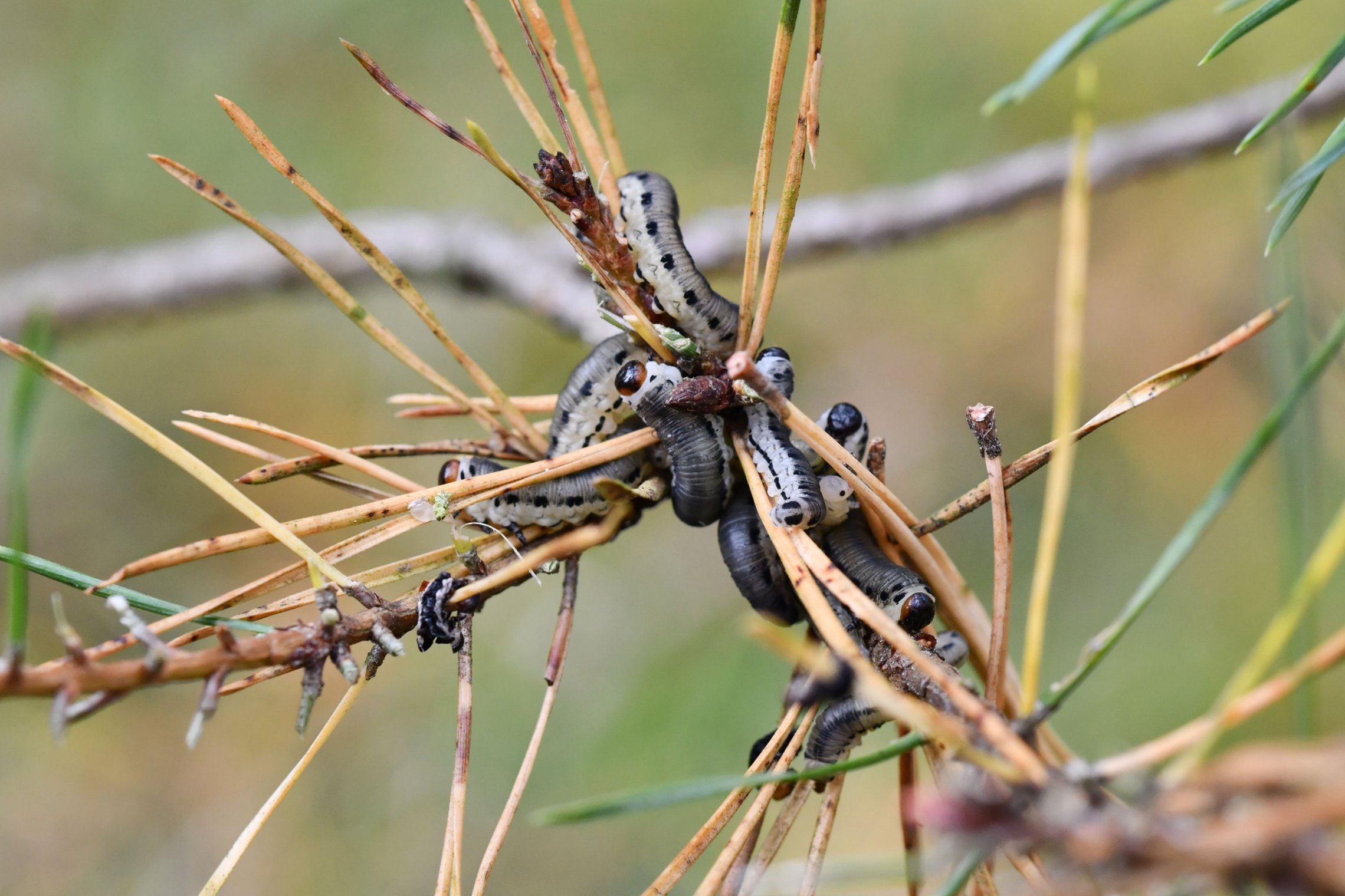 Iliustracija