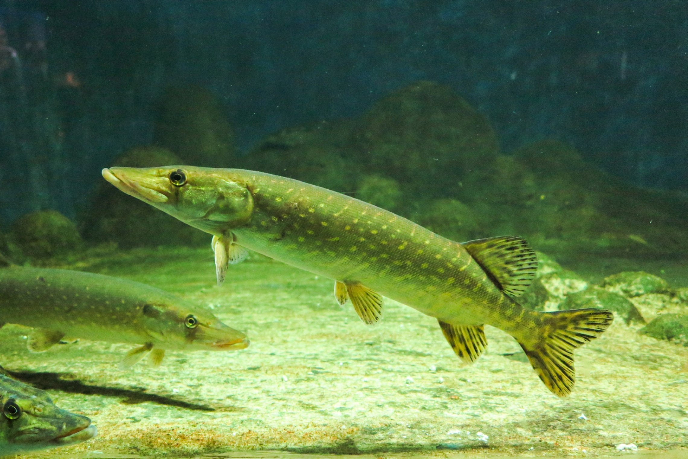 Iliustracija