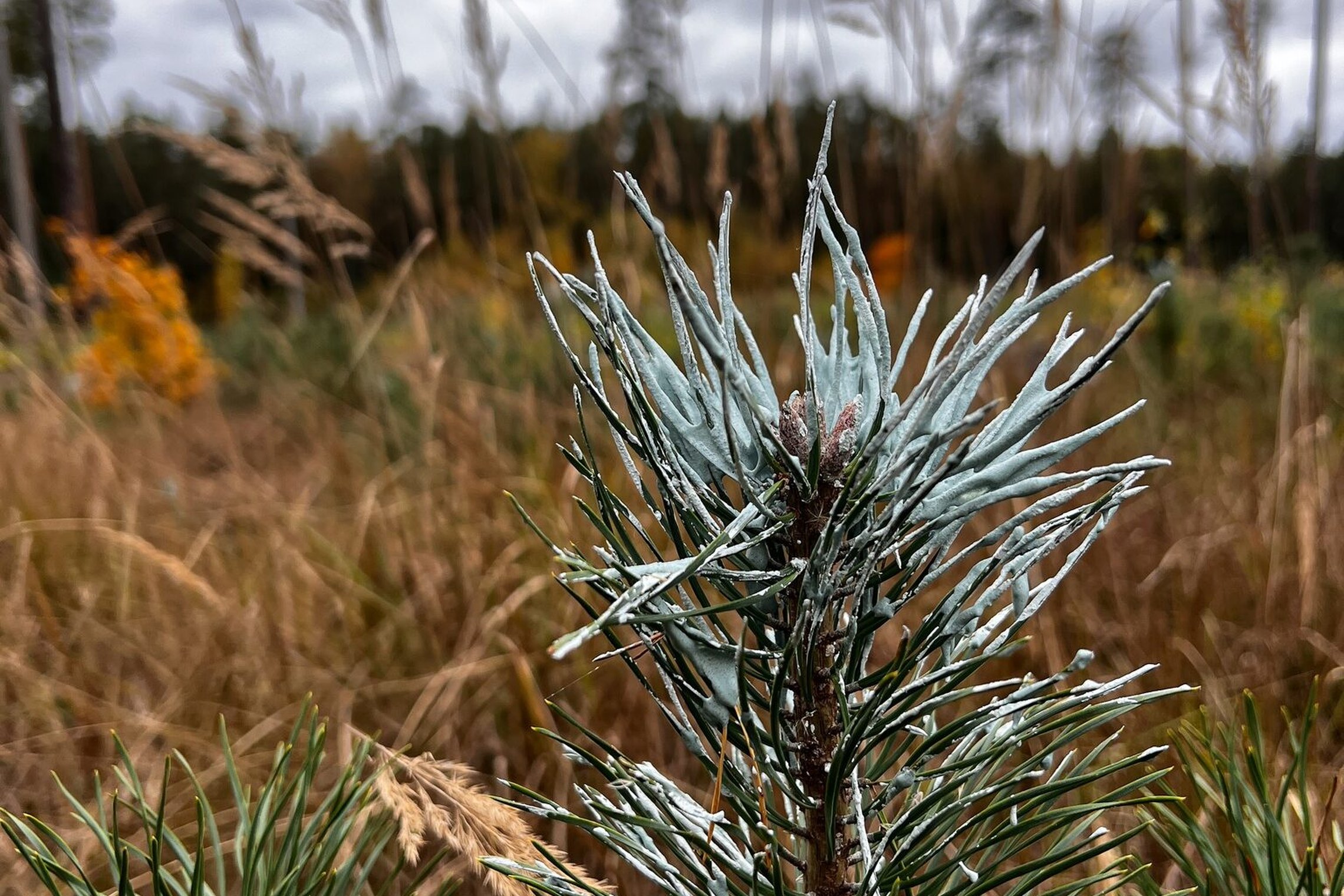 Iliustracija