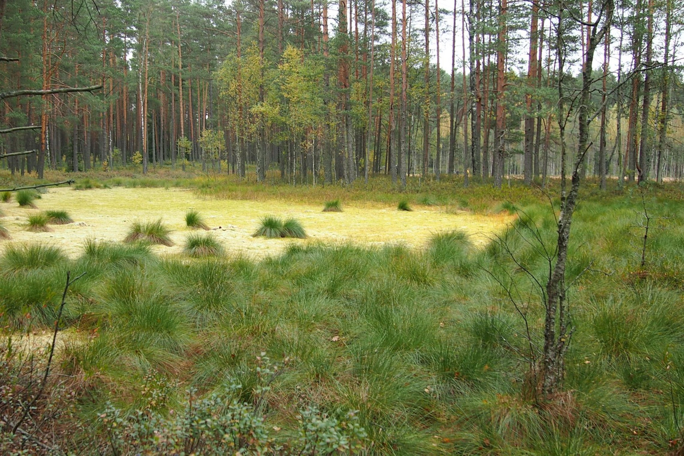 Iliustracija