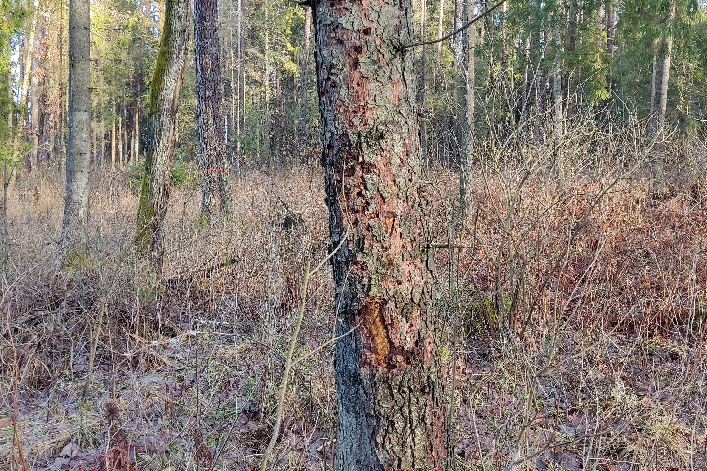 Iliustracija