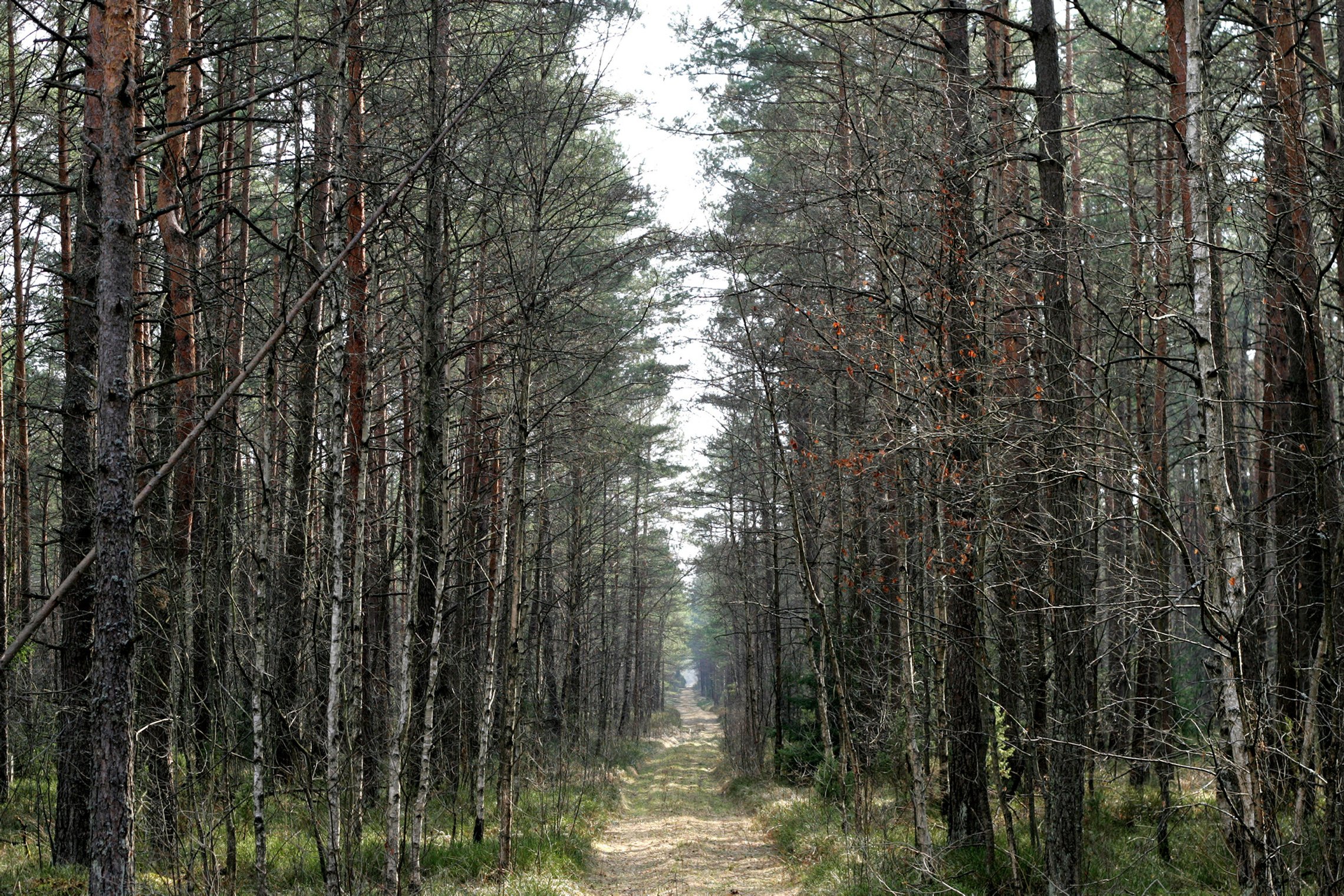 Iliustracija