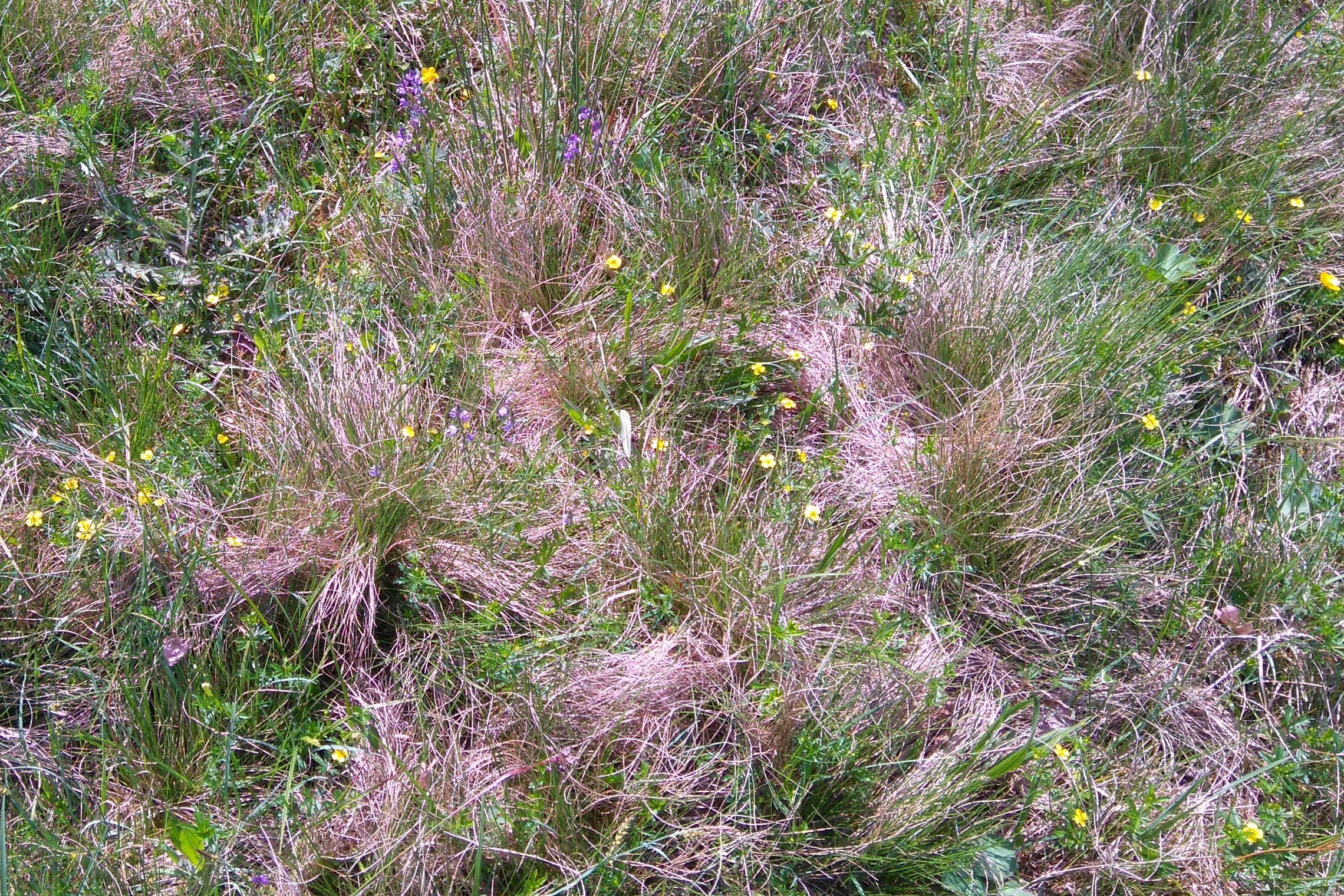 Iliustracija