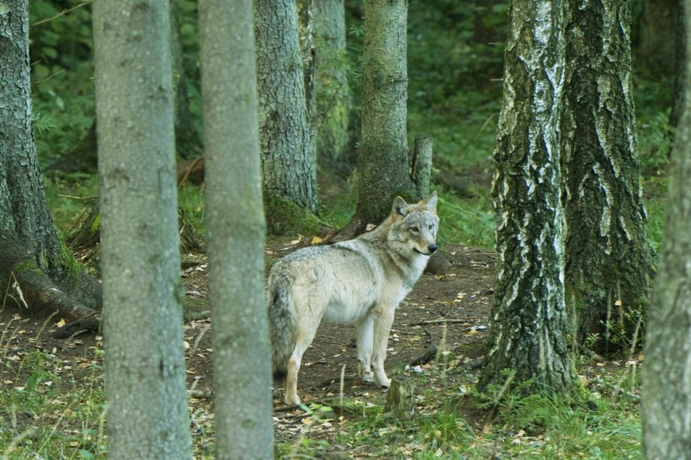 Iliustracija