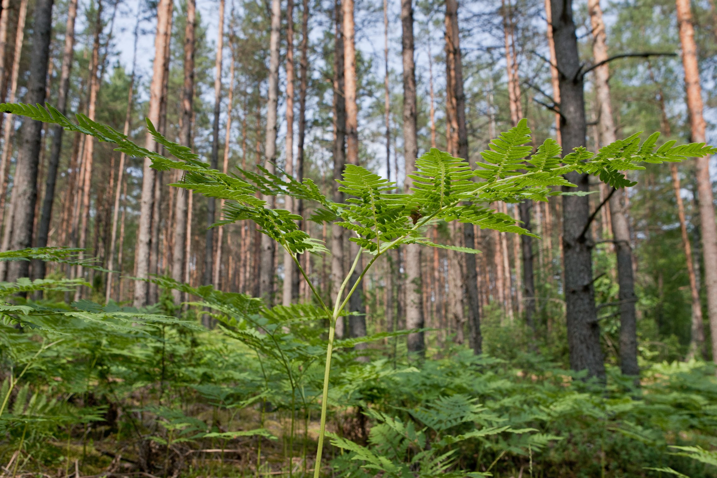 Iliustracija
