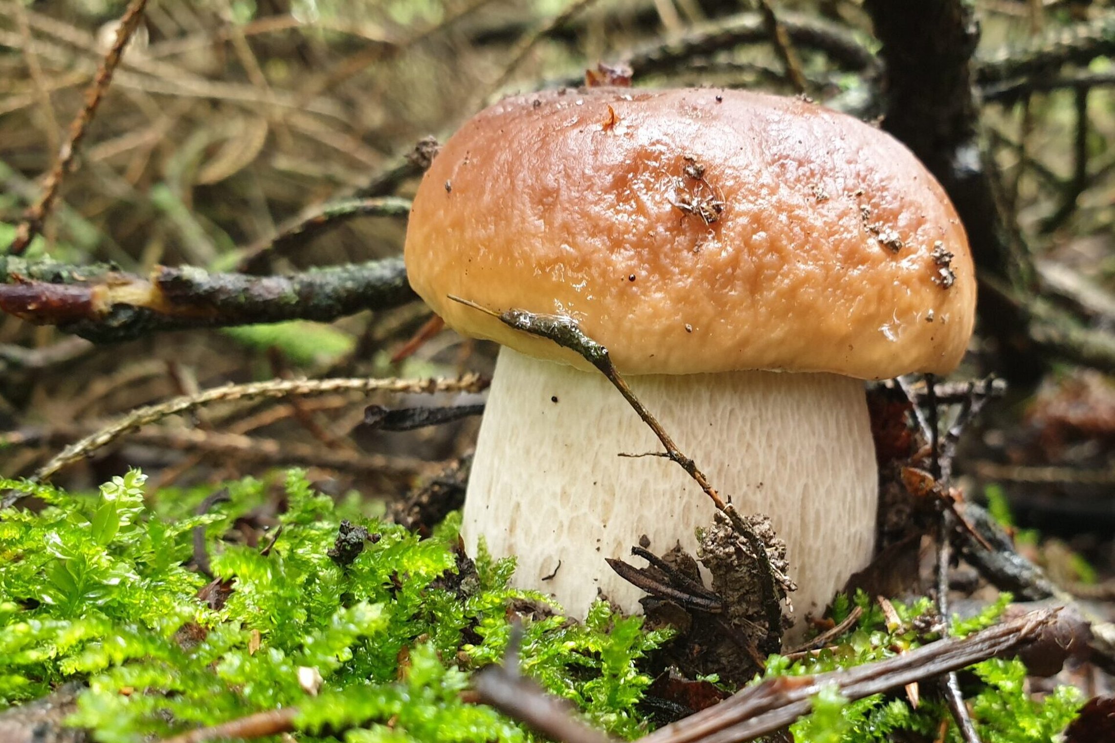 Iliustracija
