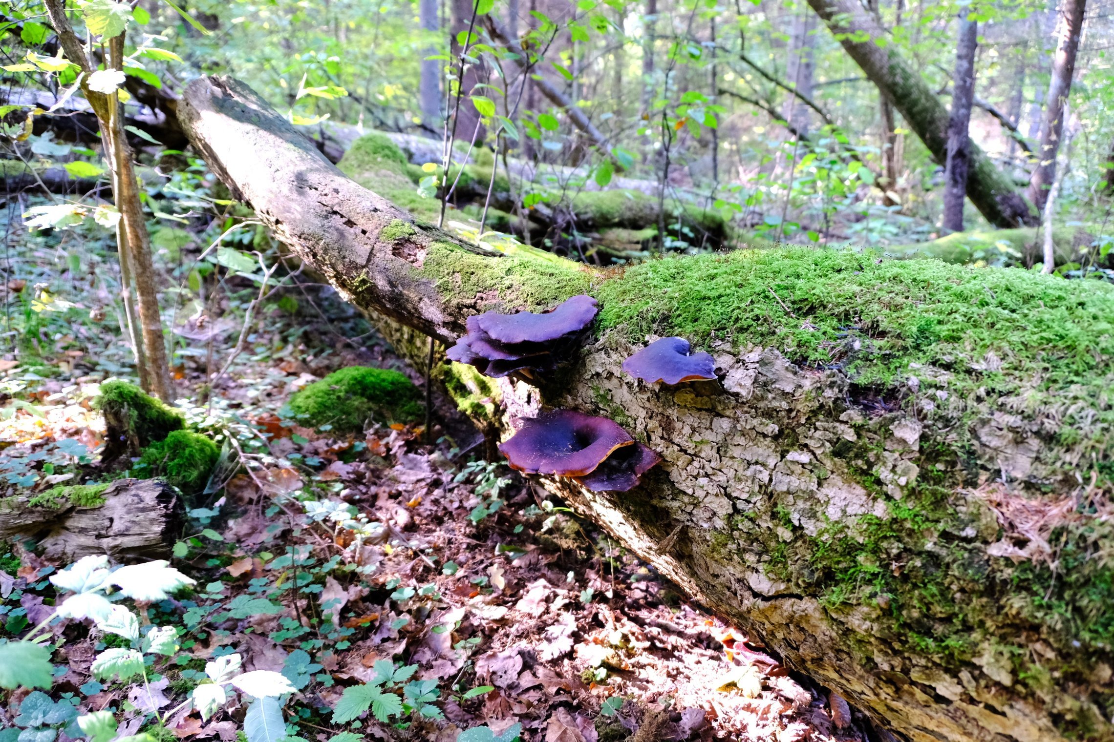 Iliustracija