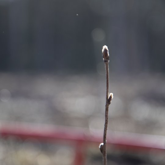 Iliustracija