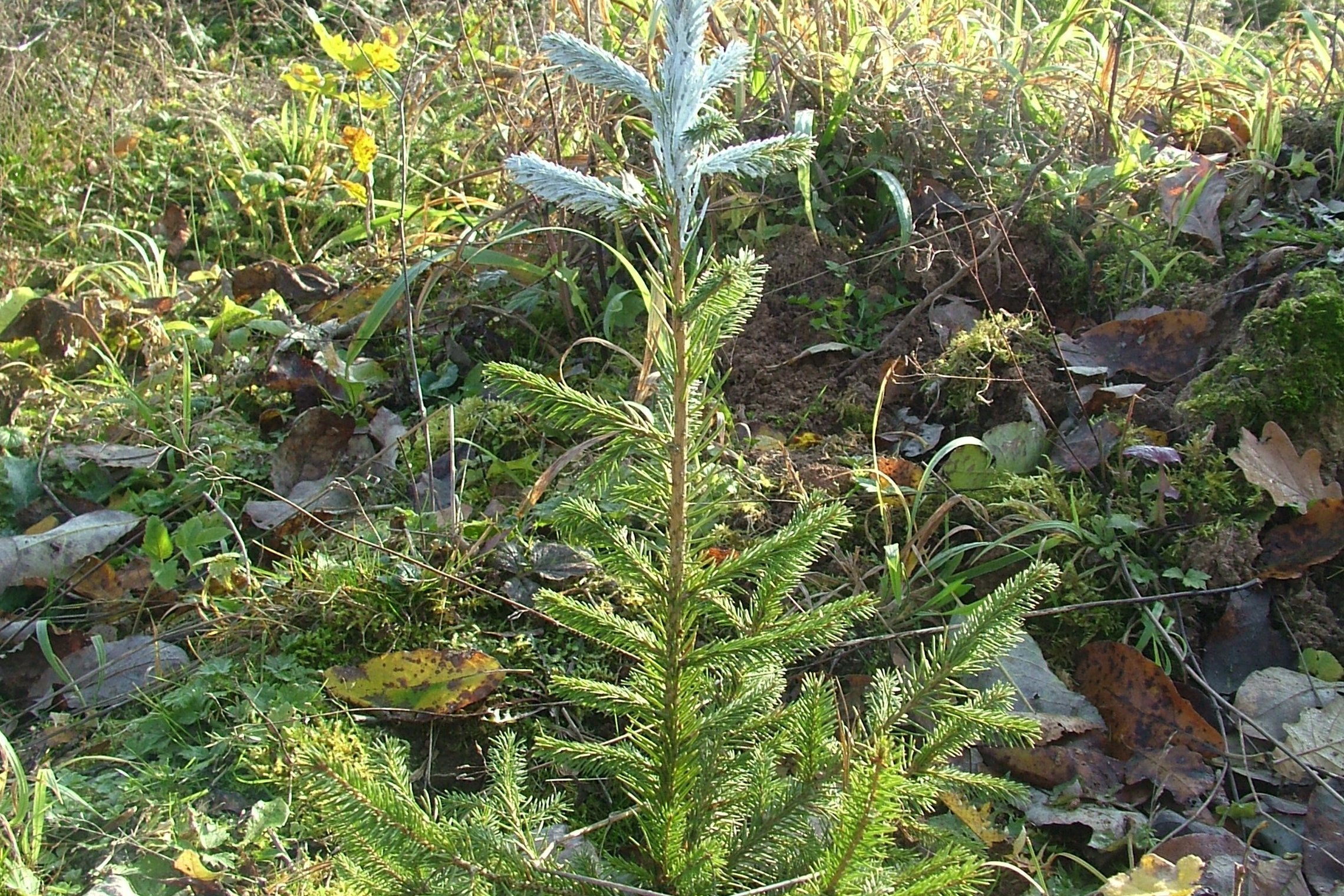 Iliustracija
