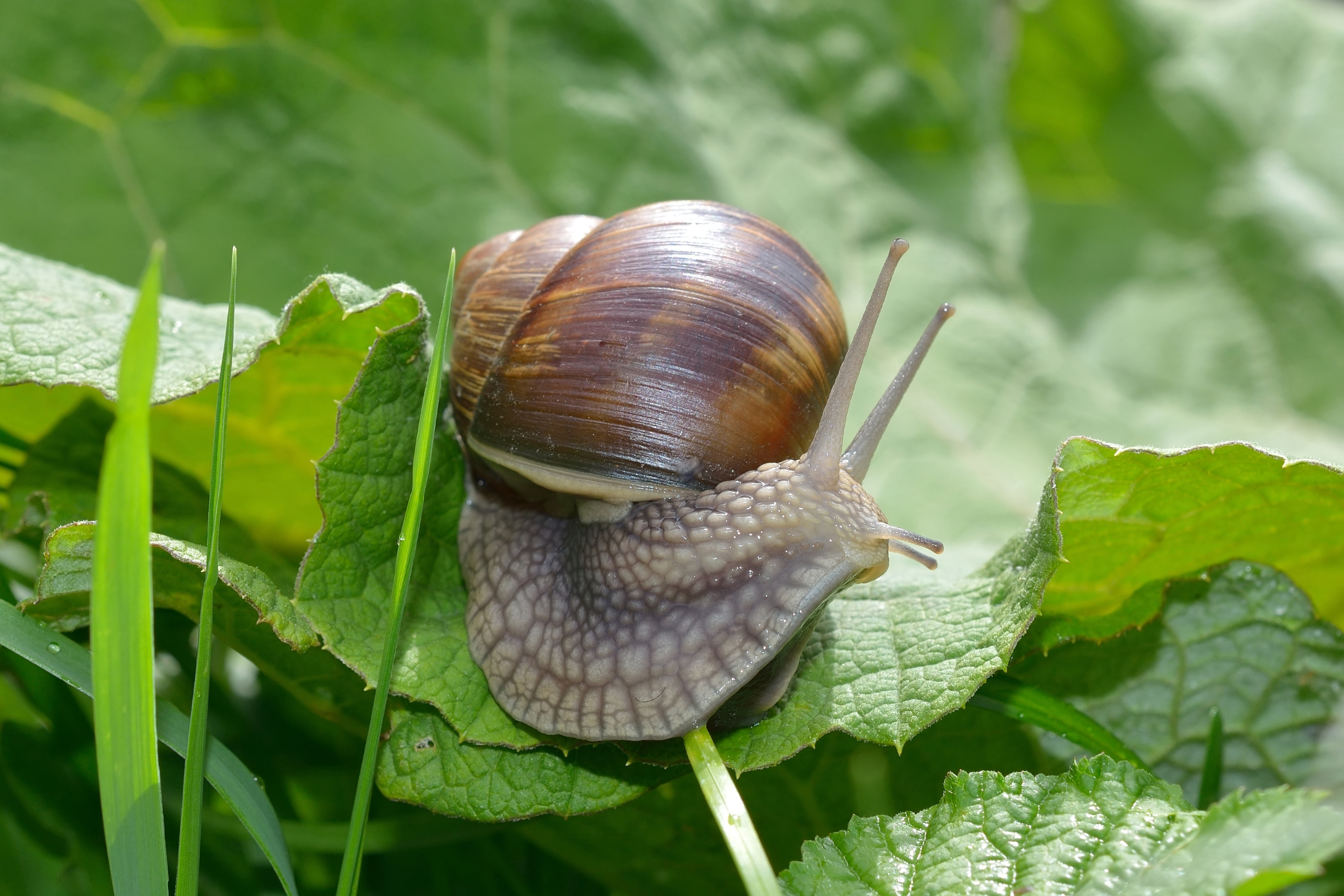 Iliustracija