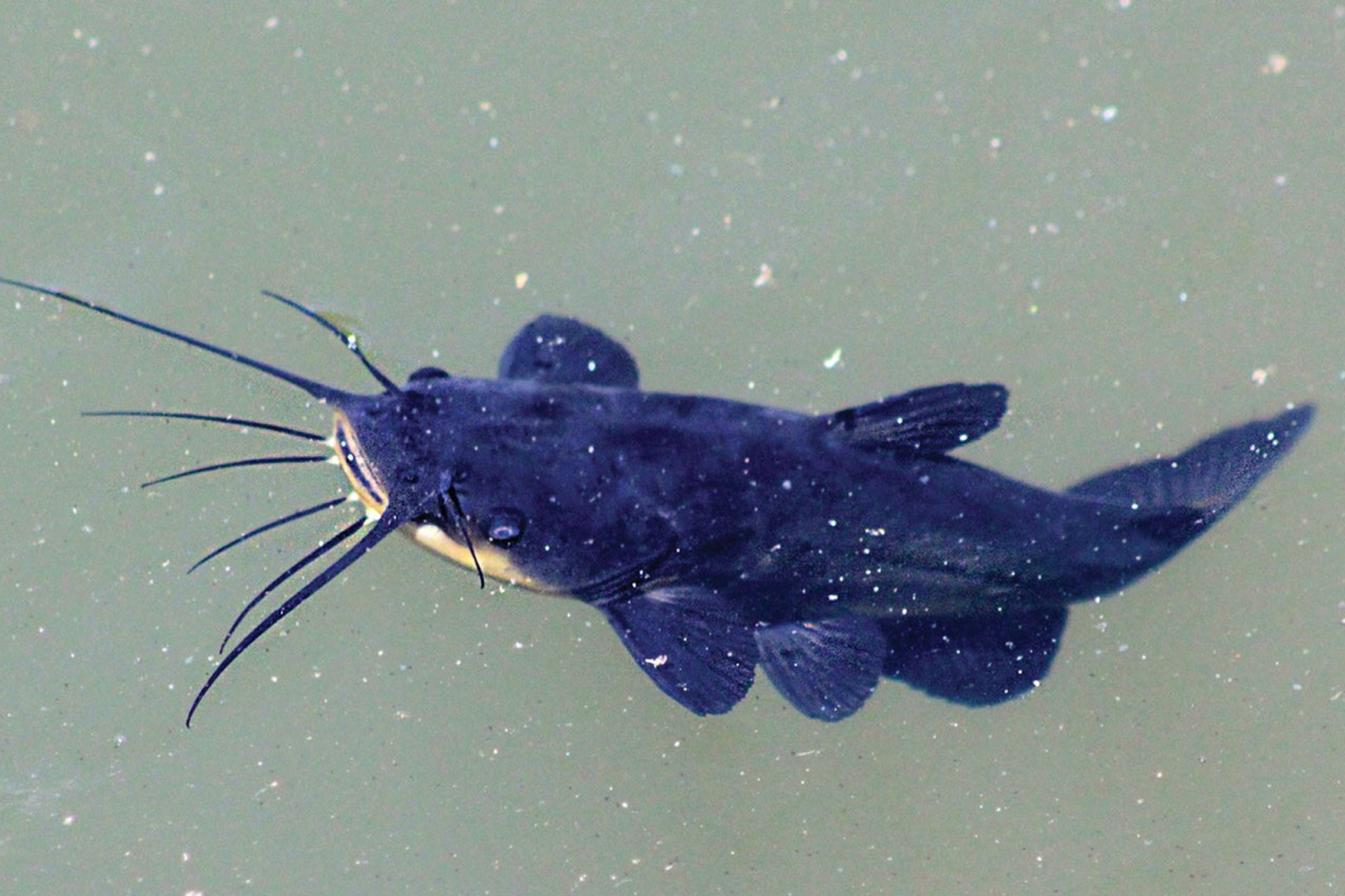Iliustracija