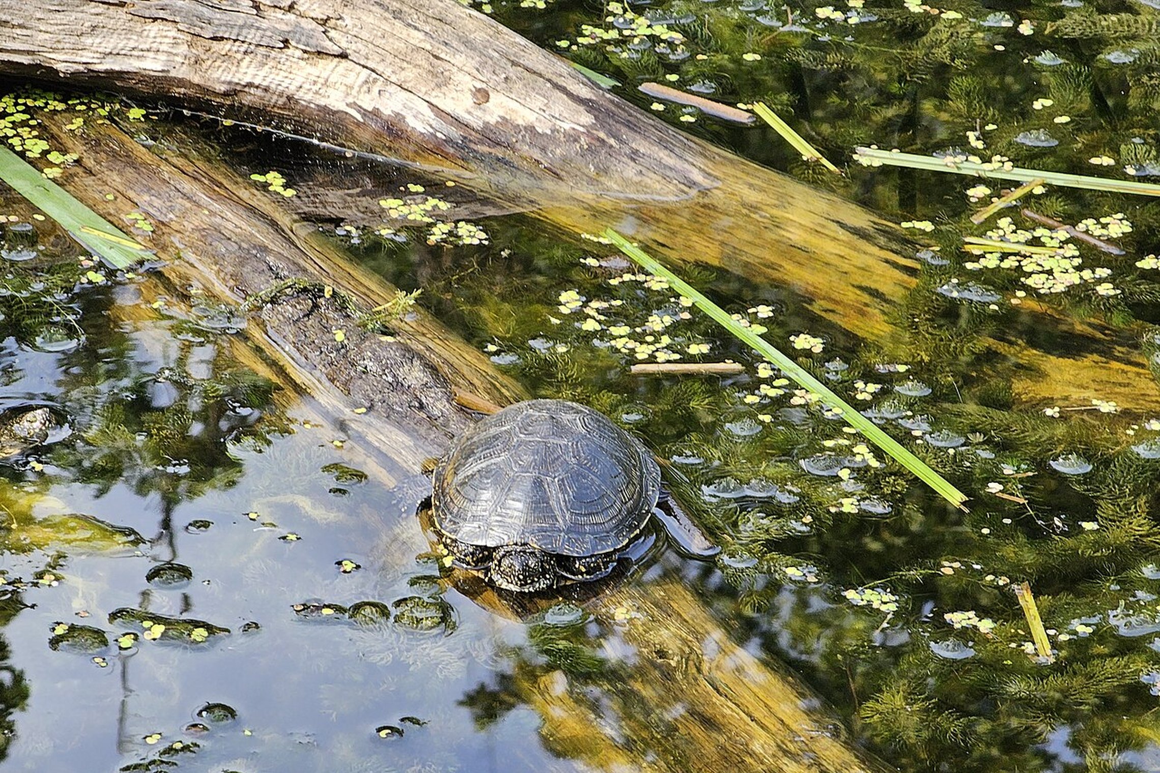 Iliustracija