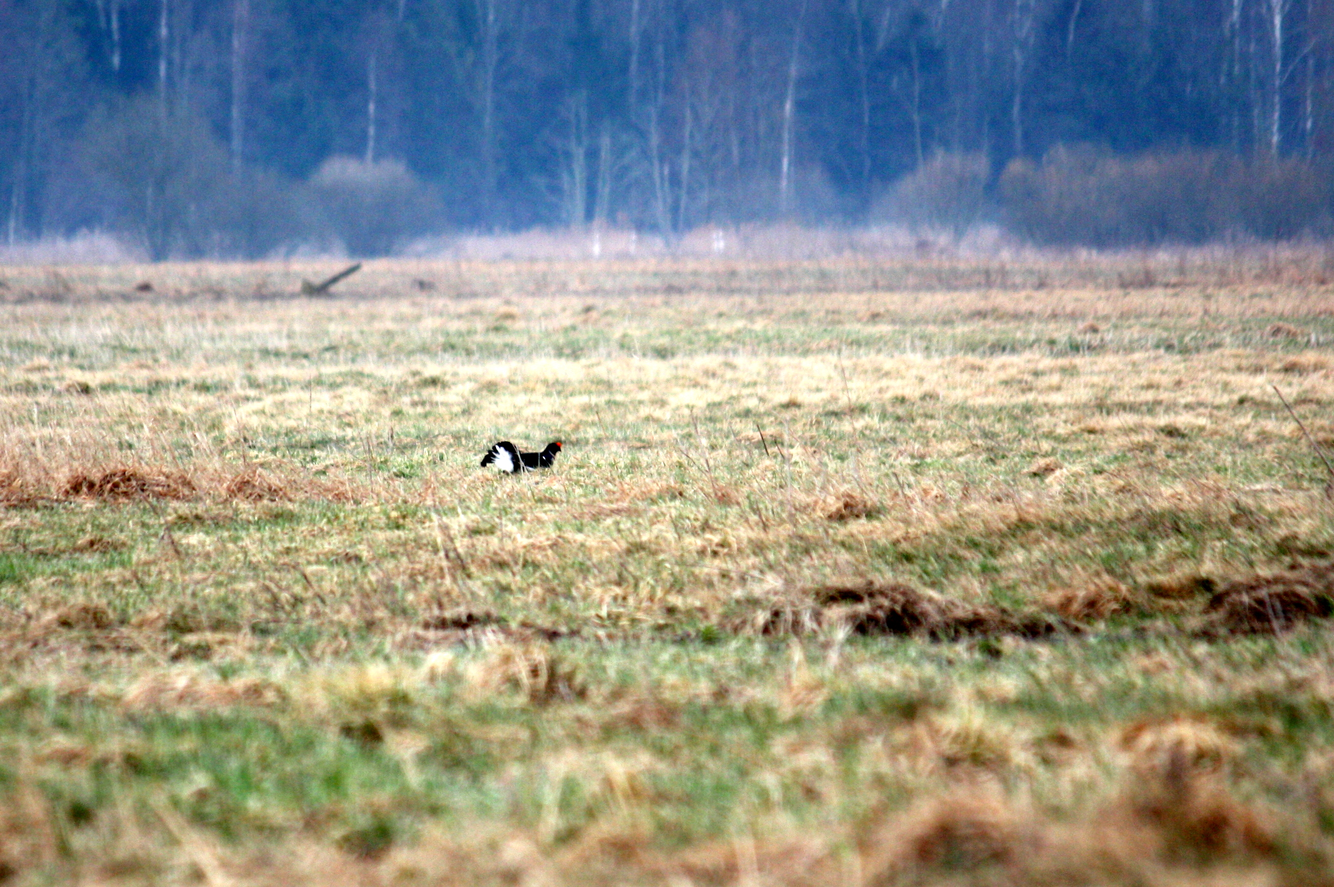 2012_04_15_9999_71-001.JPG
