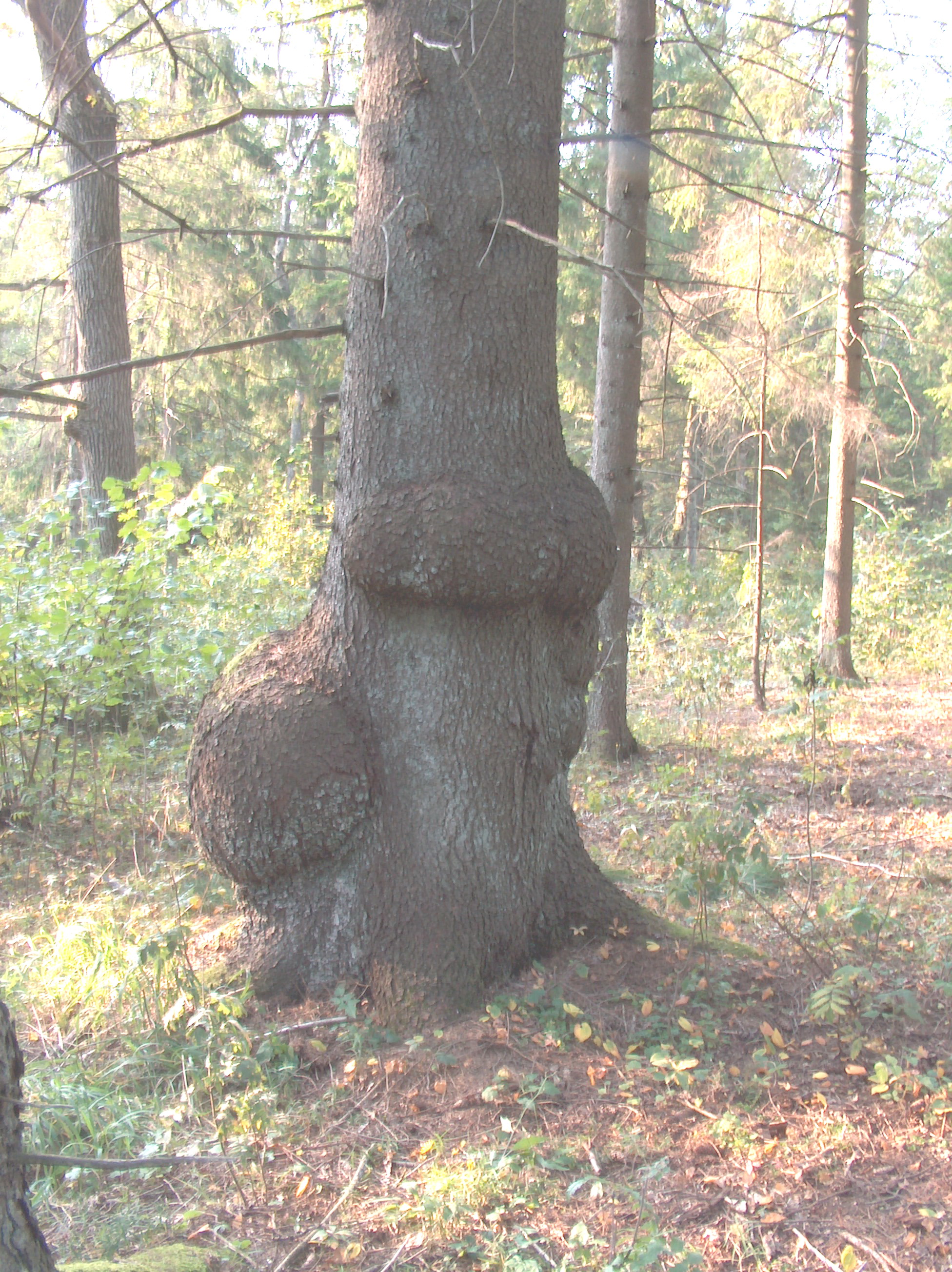 Egle_boba_2005-09-27.jpg