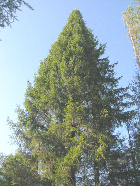 Persoksnos piramidine egle.jpg