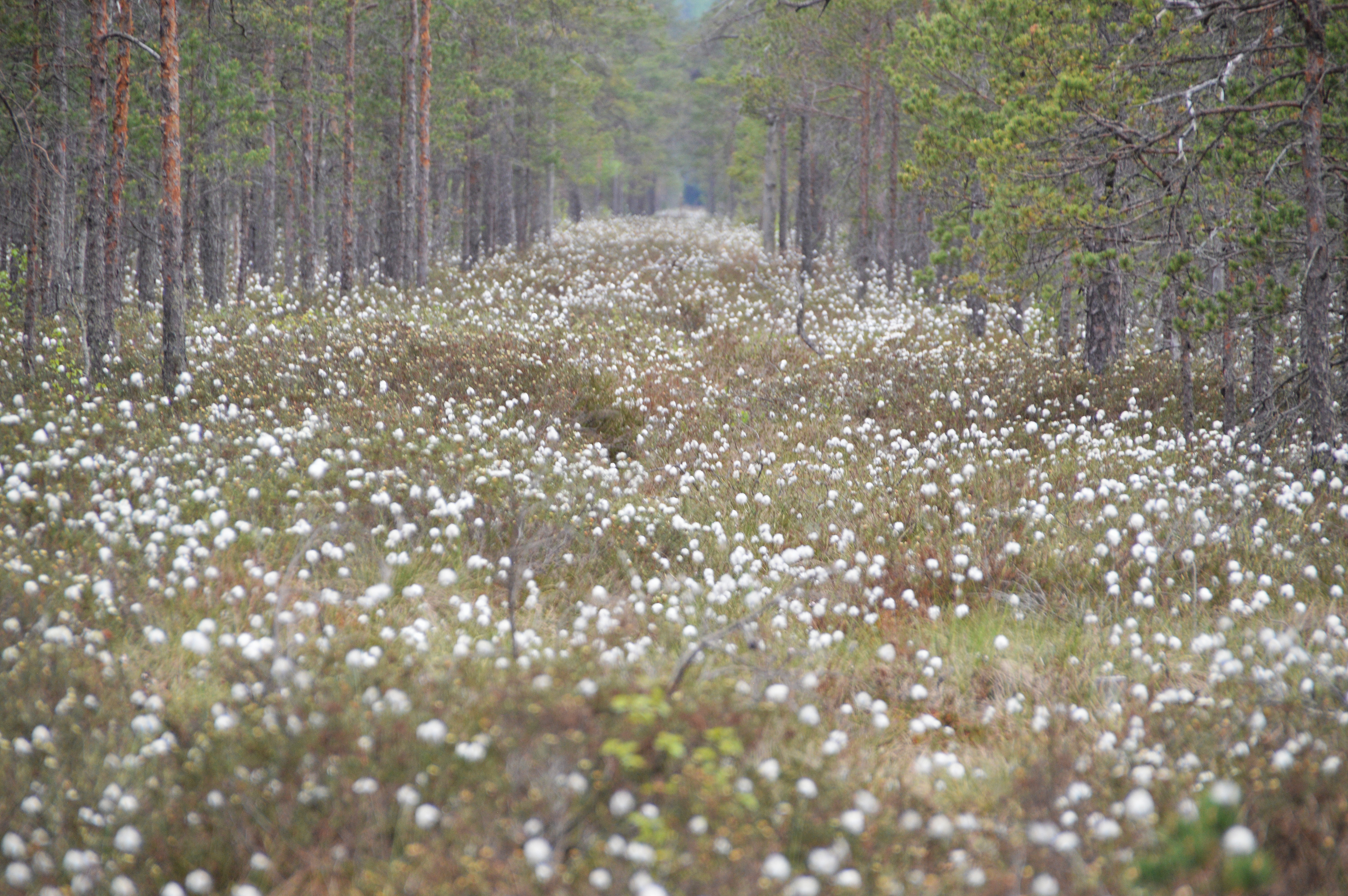 Natura_Juodymų pelkė_N. Ž. foto.jpg