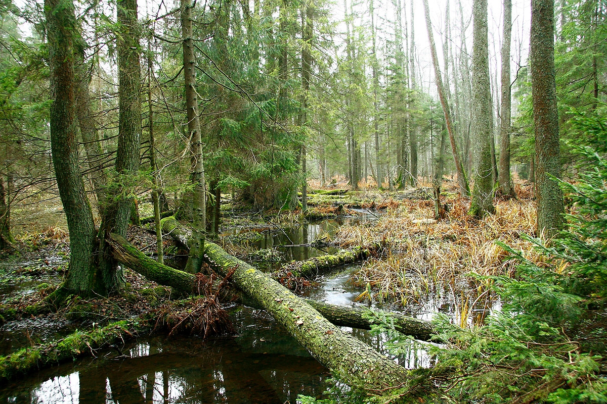 Natura_Punios silas_R. Jakaicio foto.JPG