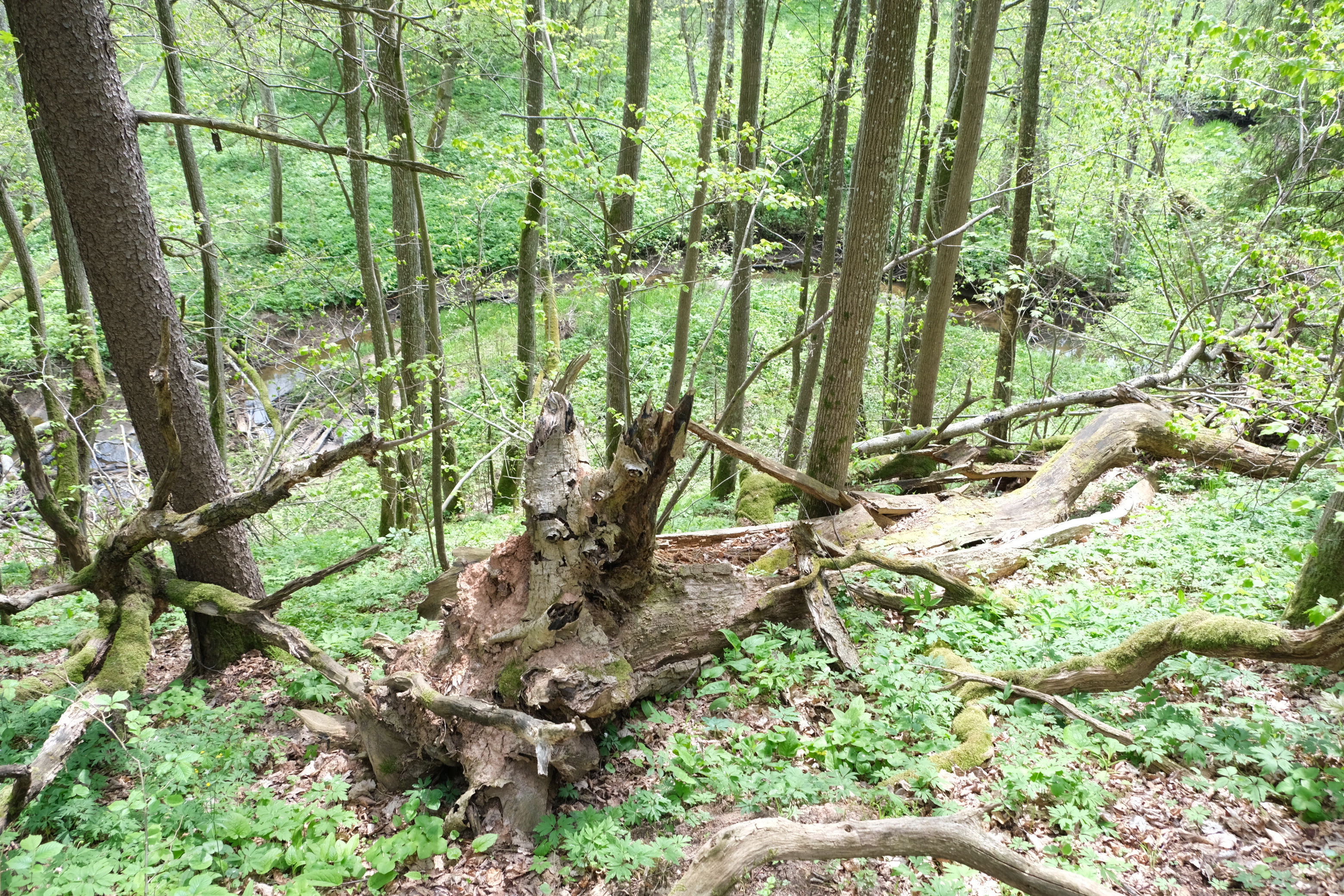 Natura_Žuvinės upės slėniai_N.Ž. foto.jpg
