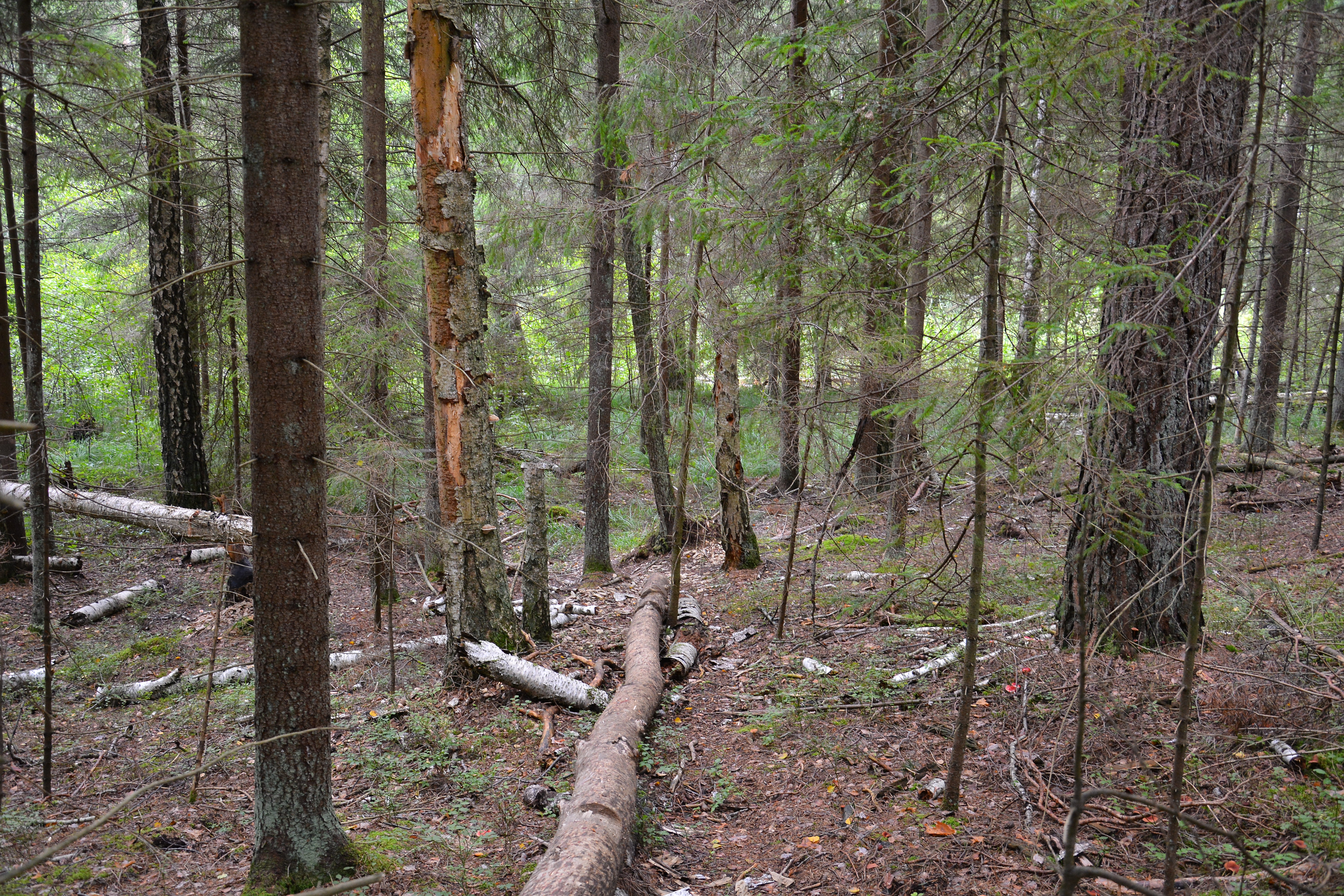 Saugomi miškai - kertinė miško buveinė - DSC_4098.JPG